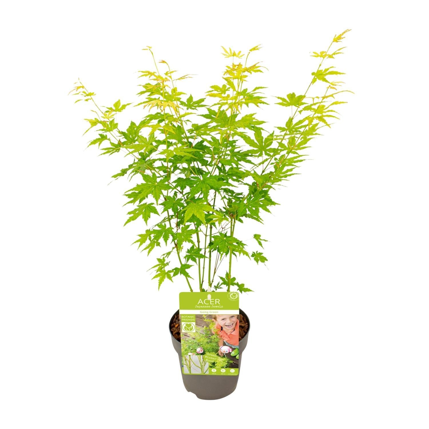 Acer palmatum Gaat Groen - Ø15 - ?30cm
