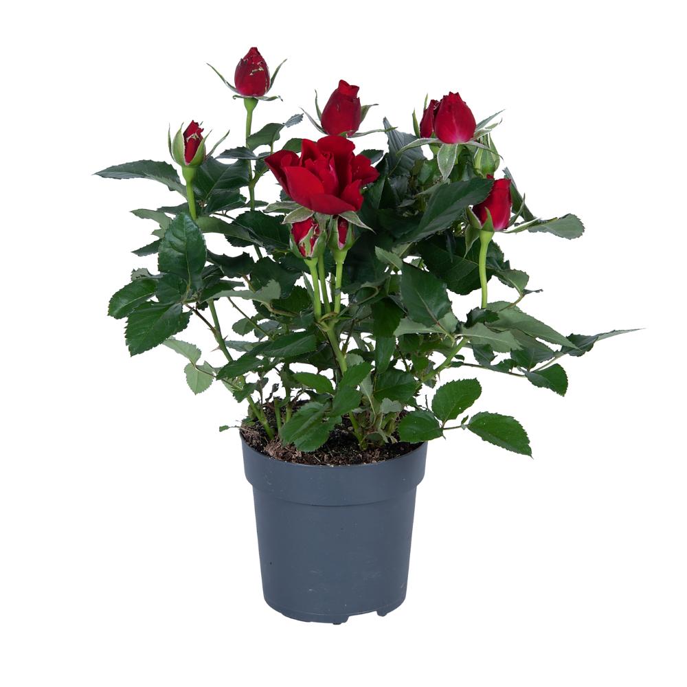 Rozerood - Ø17cm - ↕45cm