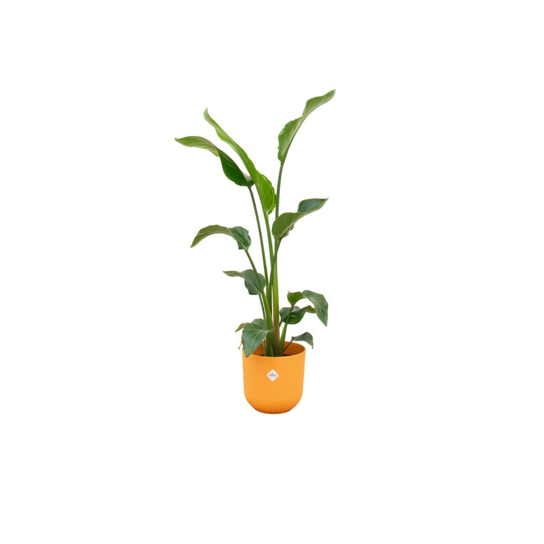 Combideal - Strelitzia Nicolai inclusief elho Jazz Round geel Ø23 - 100 cm
