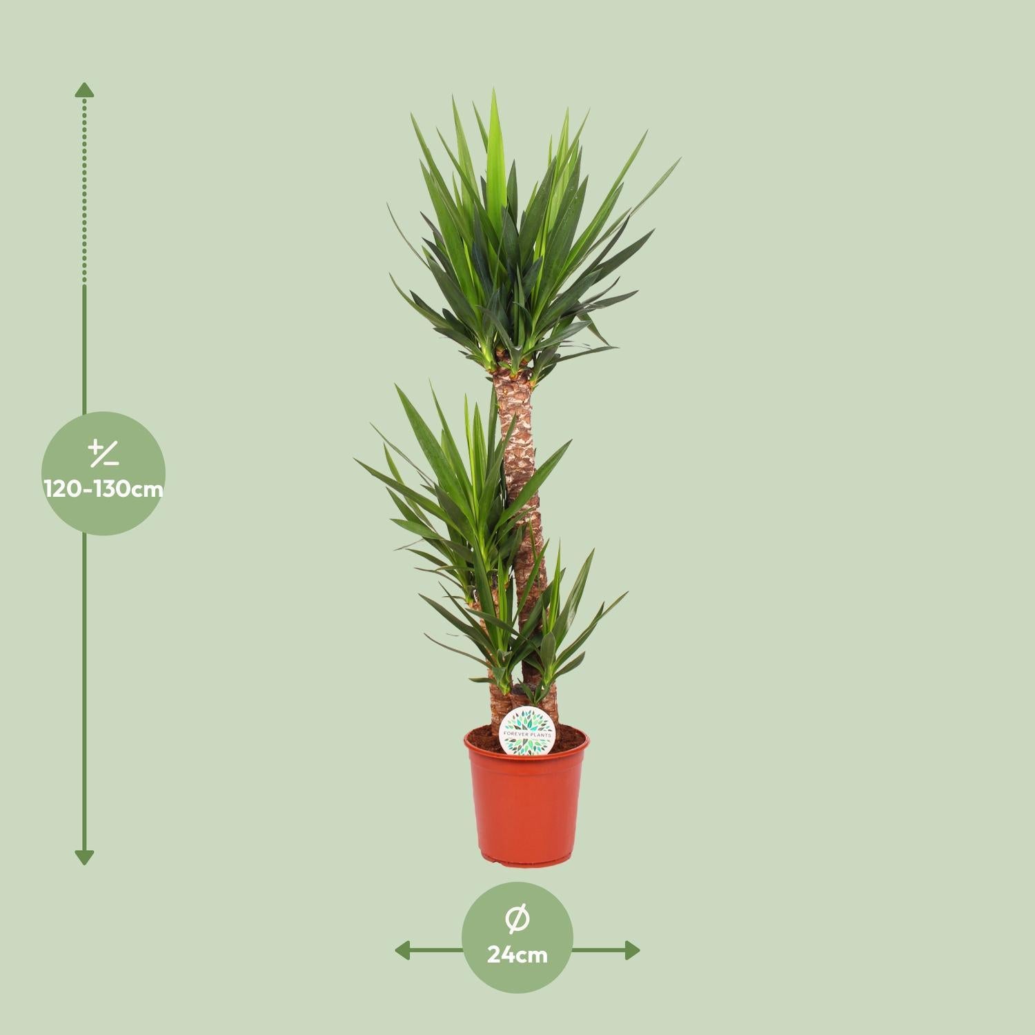 Yucca Olifantspoot - Ø24cm - ↕125cm