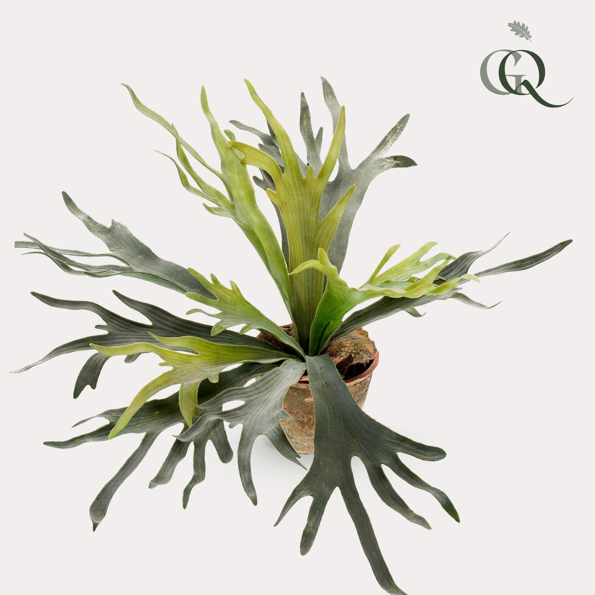 Kunstplant - Hertshoornvaren - Hertshoorn - 50 cm