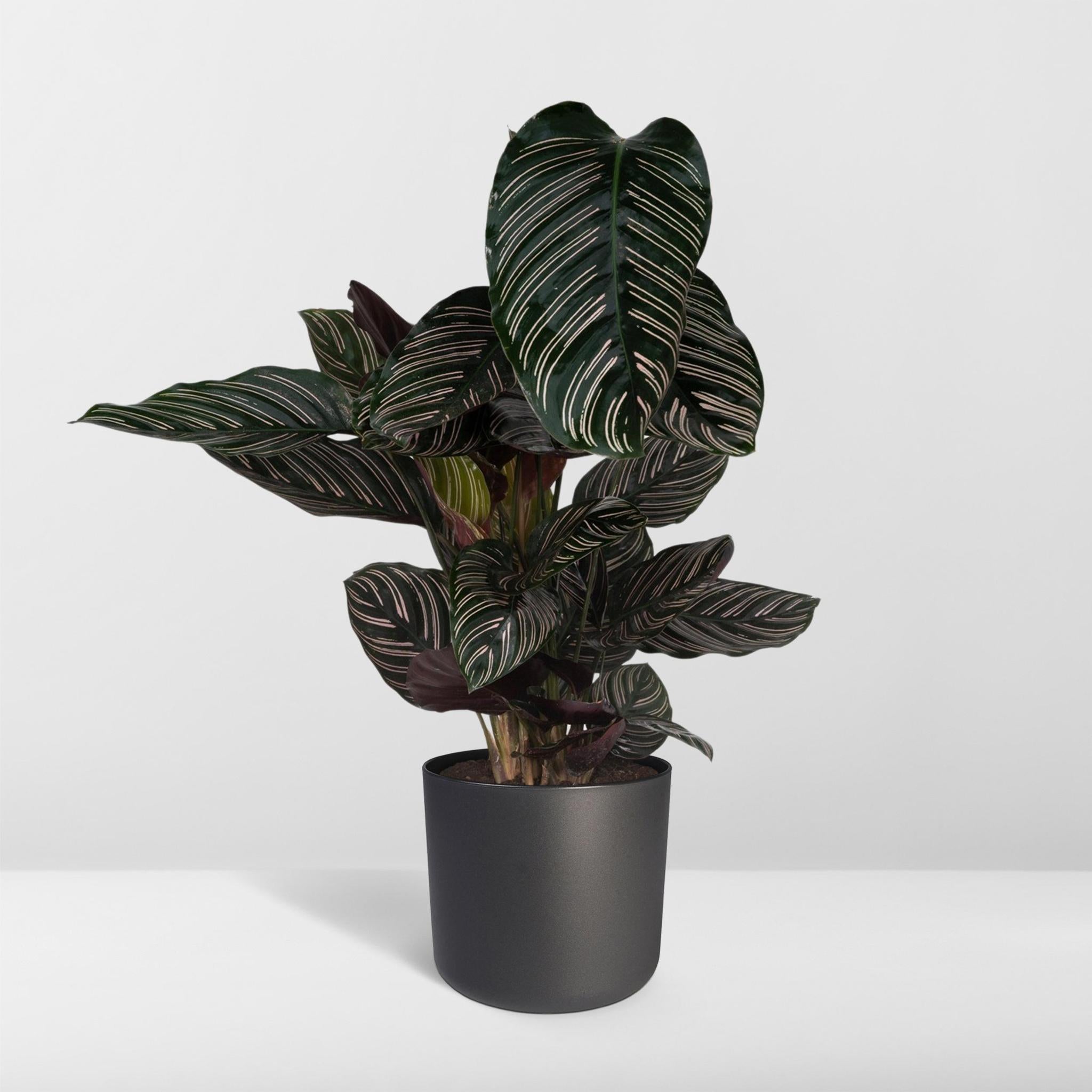 Calathea Ornata - Ø19 - ?75cm