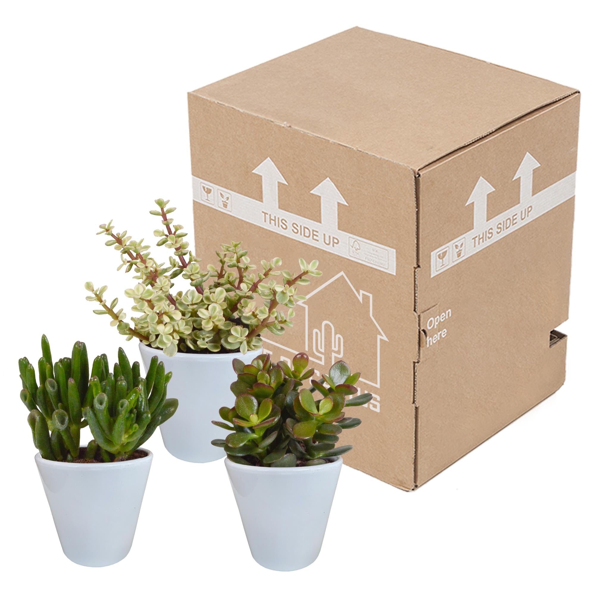 Crassula mix 8,5 cm - 3x - in witte pot