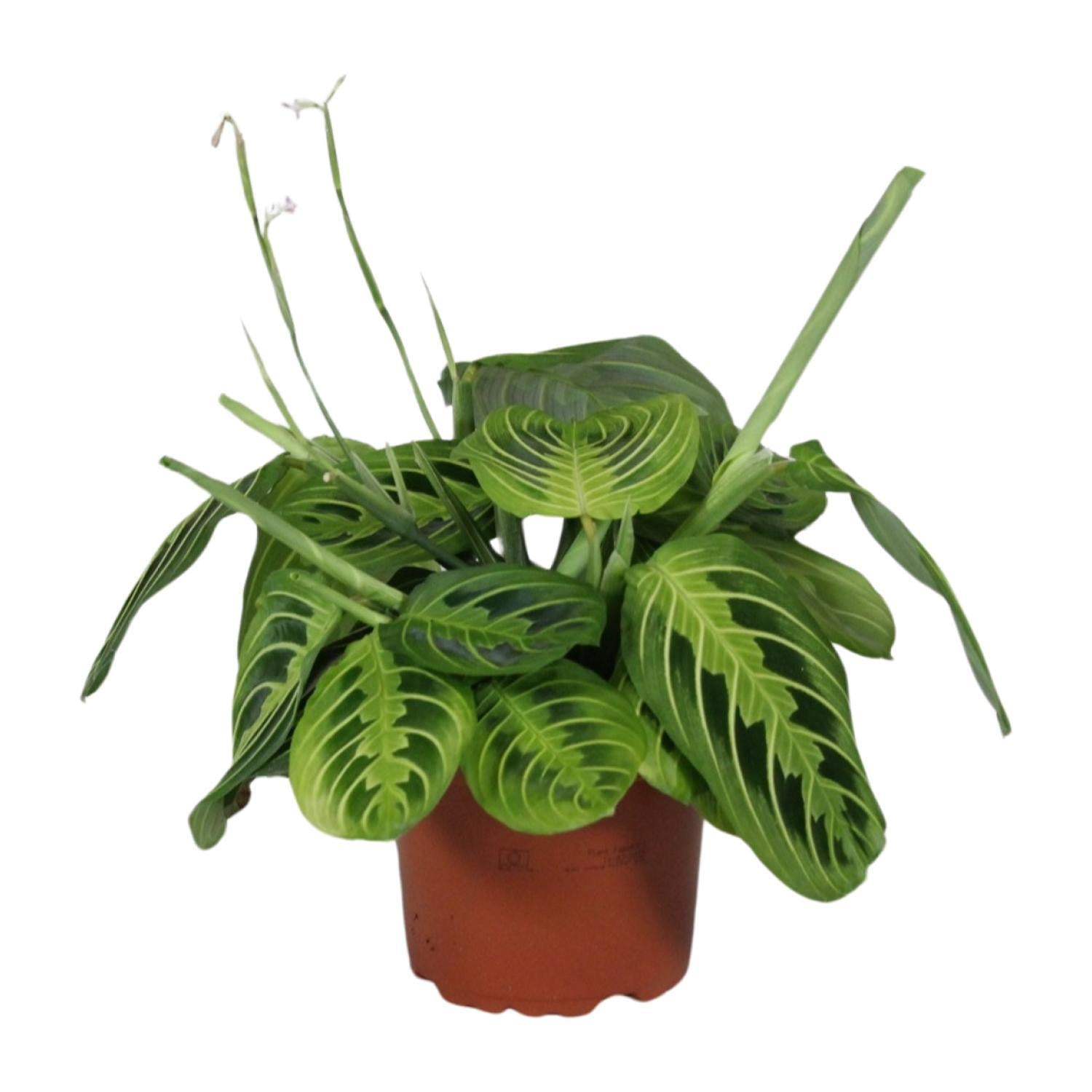 Maranta Leuconeura Fascinator Citroen Limoen - Ø12cm - ↕30cm