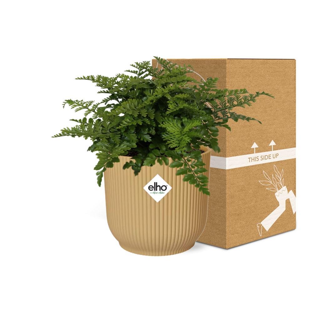 Asplenium Parvati in ELHO Vibes Fold 14cm gelb