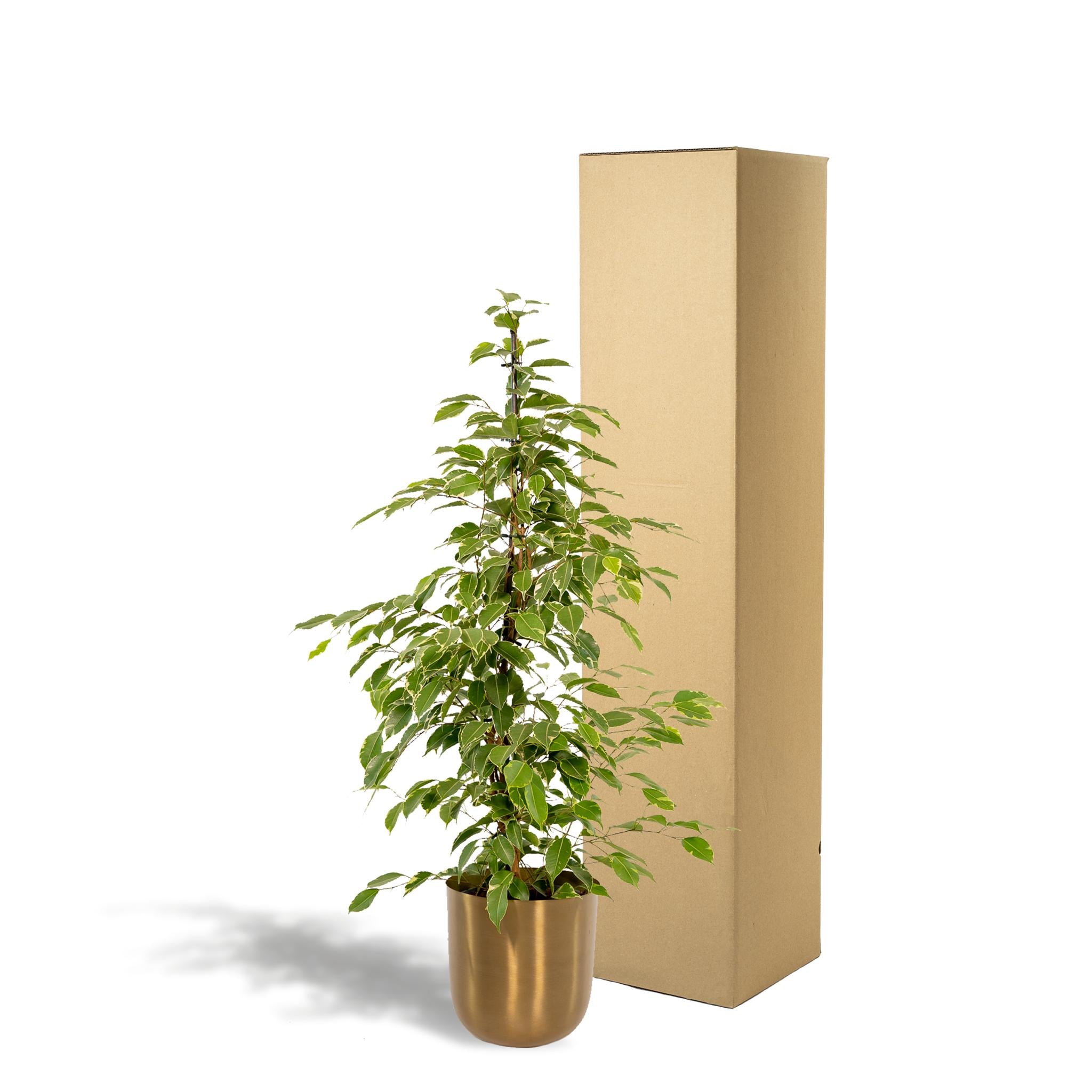 Ficus benjamina Goldenking - Ø21cm - ↕95cm + Topf Mayk Gold