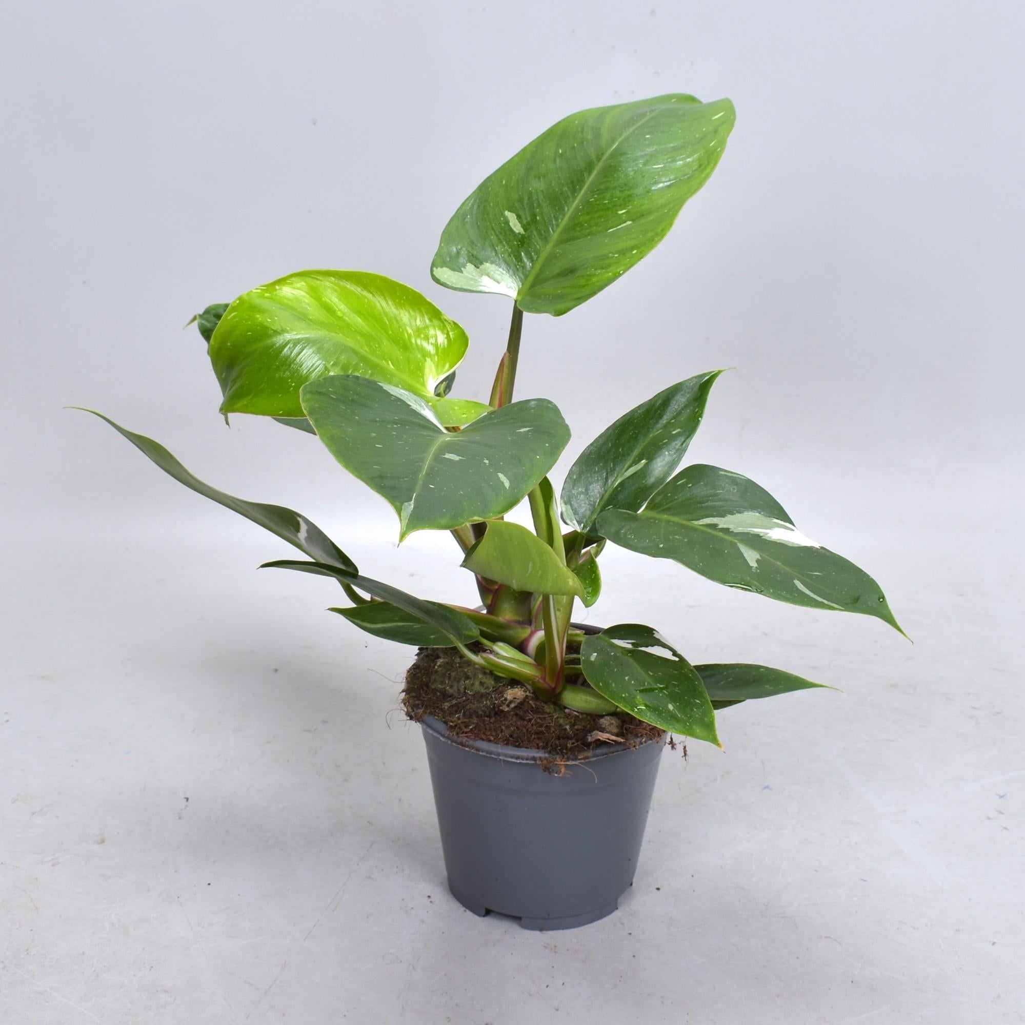 Philodendron Witte Prinses (Decorum) - Ø14cm - ↕35cm