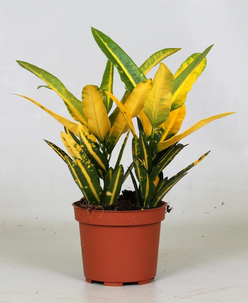 Croton Zonnige Ster - Ø12 ↕30