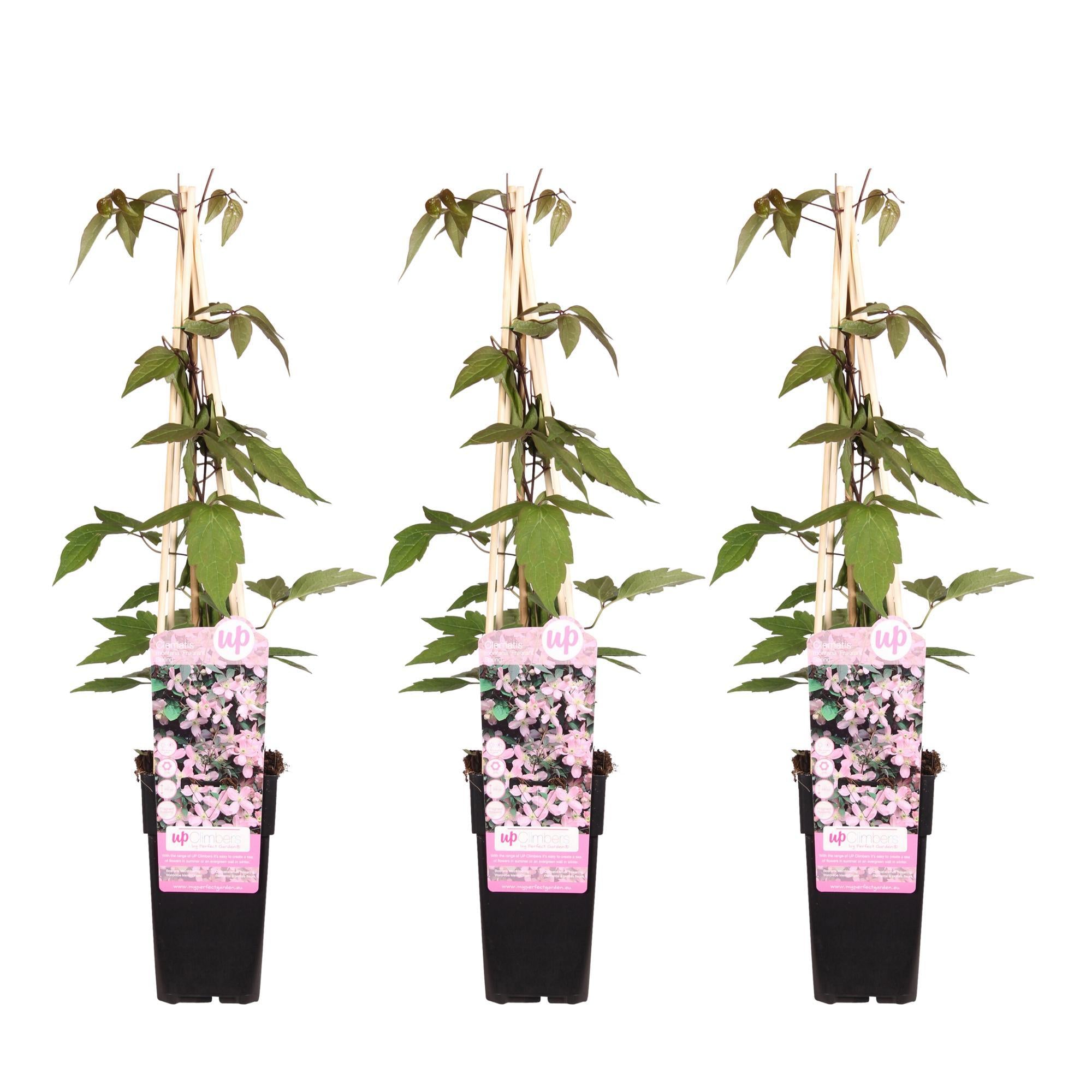 3x - Clematis Montana 'Fragrant Spring' - ?65cm - Ø15