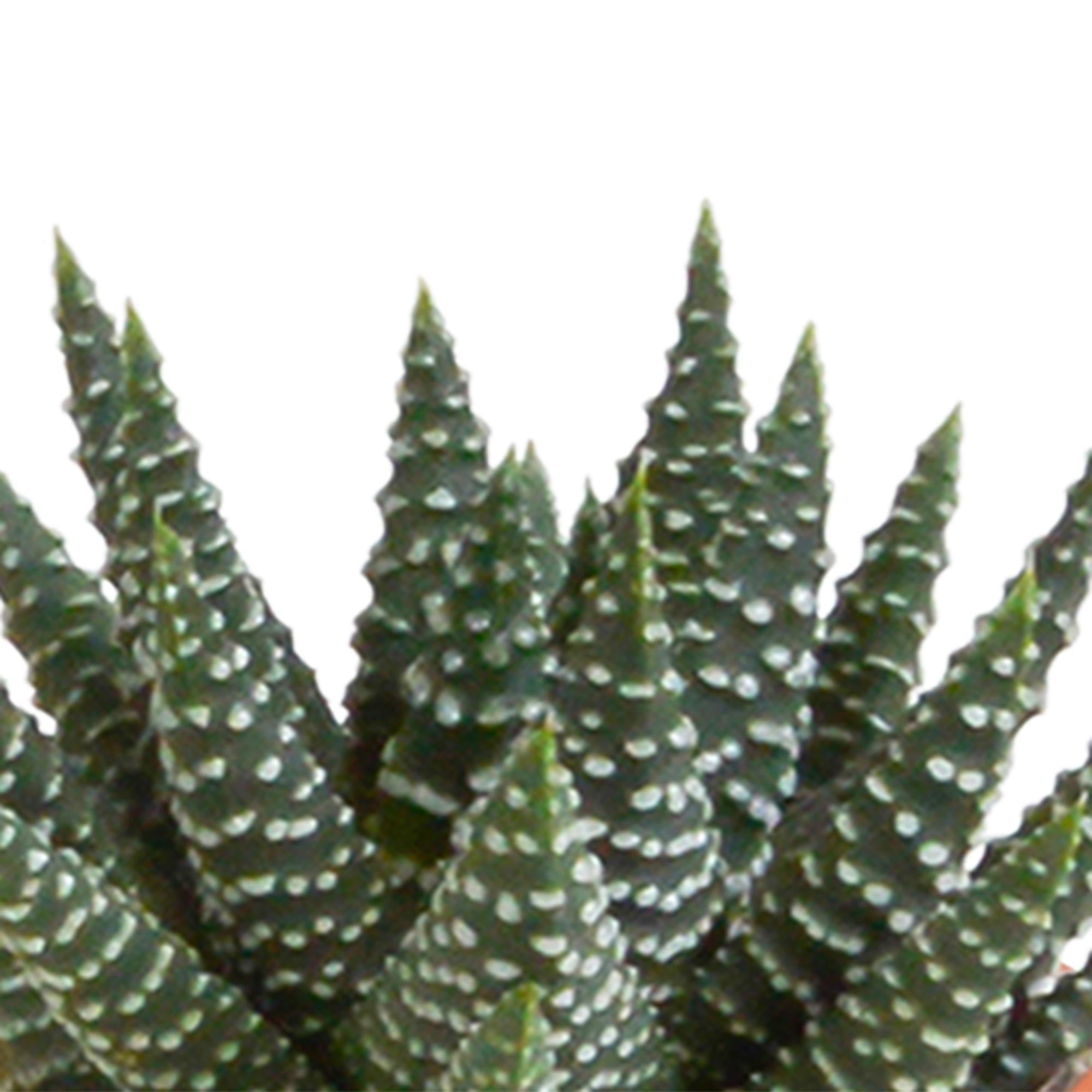 Cactus en vetplantenmix 5,5 cm | 15 stuks - in Mexicaanse pot