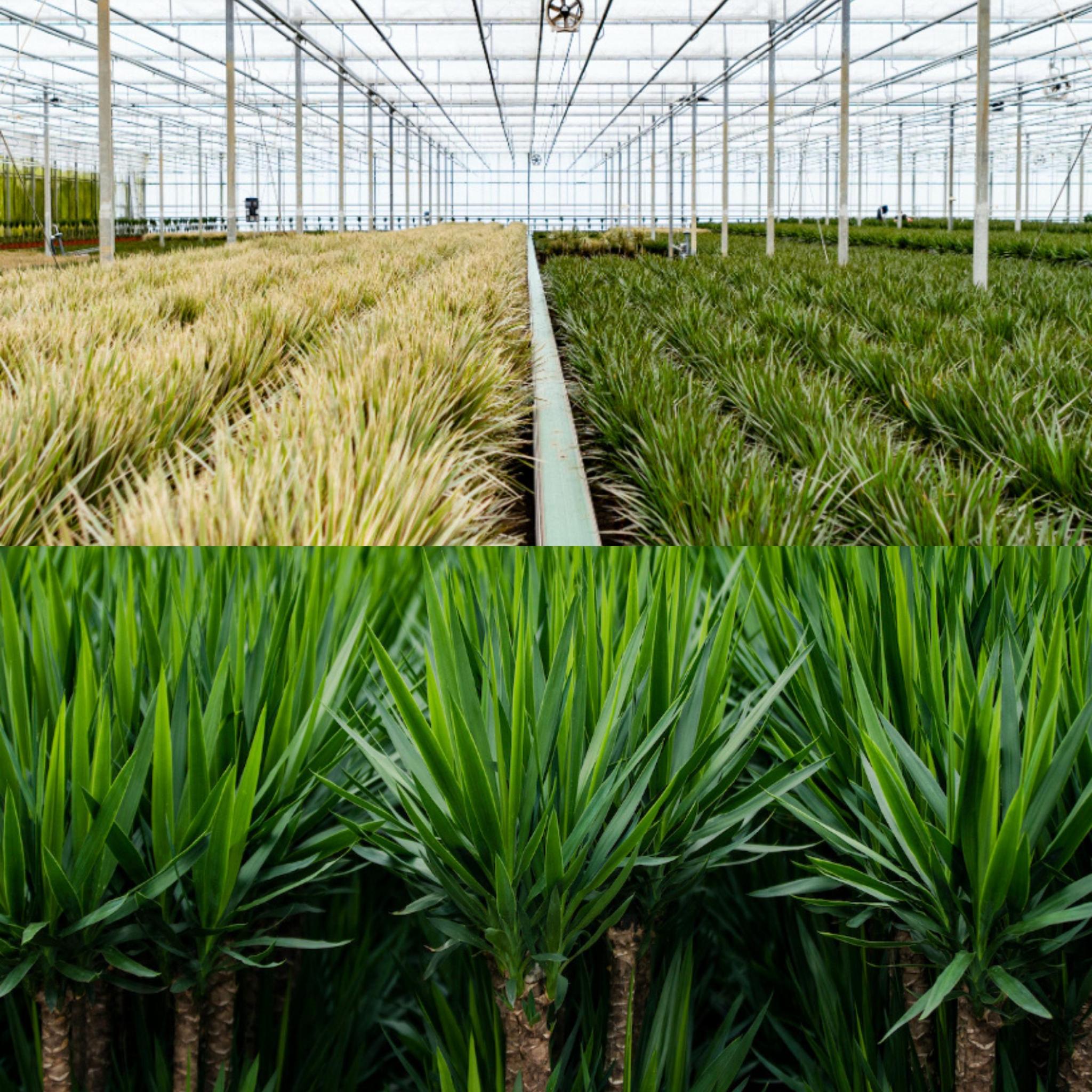 Dracaena?70cm - Ø17cm + Yucca?90cm - Ø17cm
