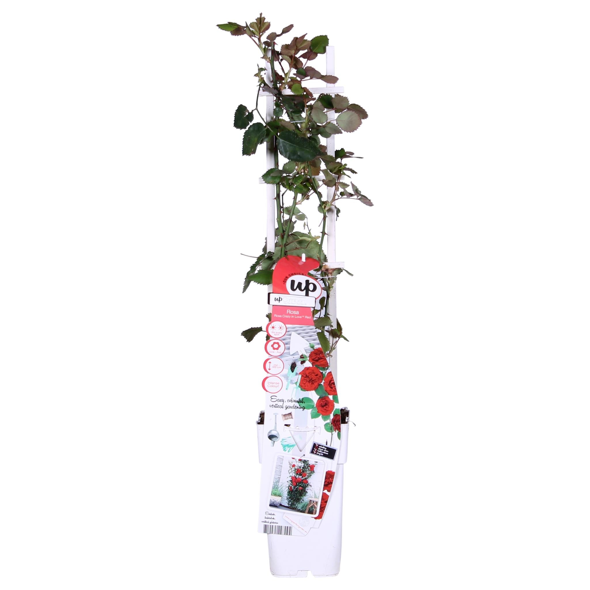 3x - Rosa Crazy in love 'Rood' - ?65cm - Ø15