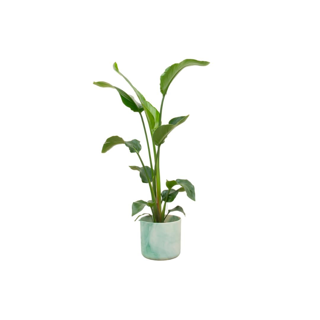 Combideal - Strelitzia Nicolai inclusief elho Ocean Round pacifisch groen Ø22 - 100 cm