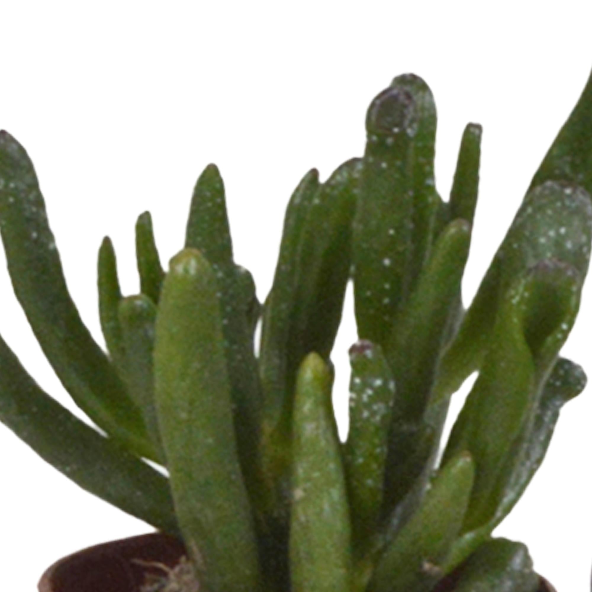 Vetplantenmix 5,5 cm - 5x - zonder pot
