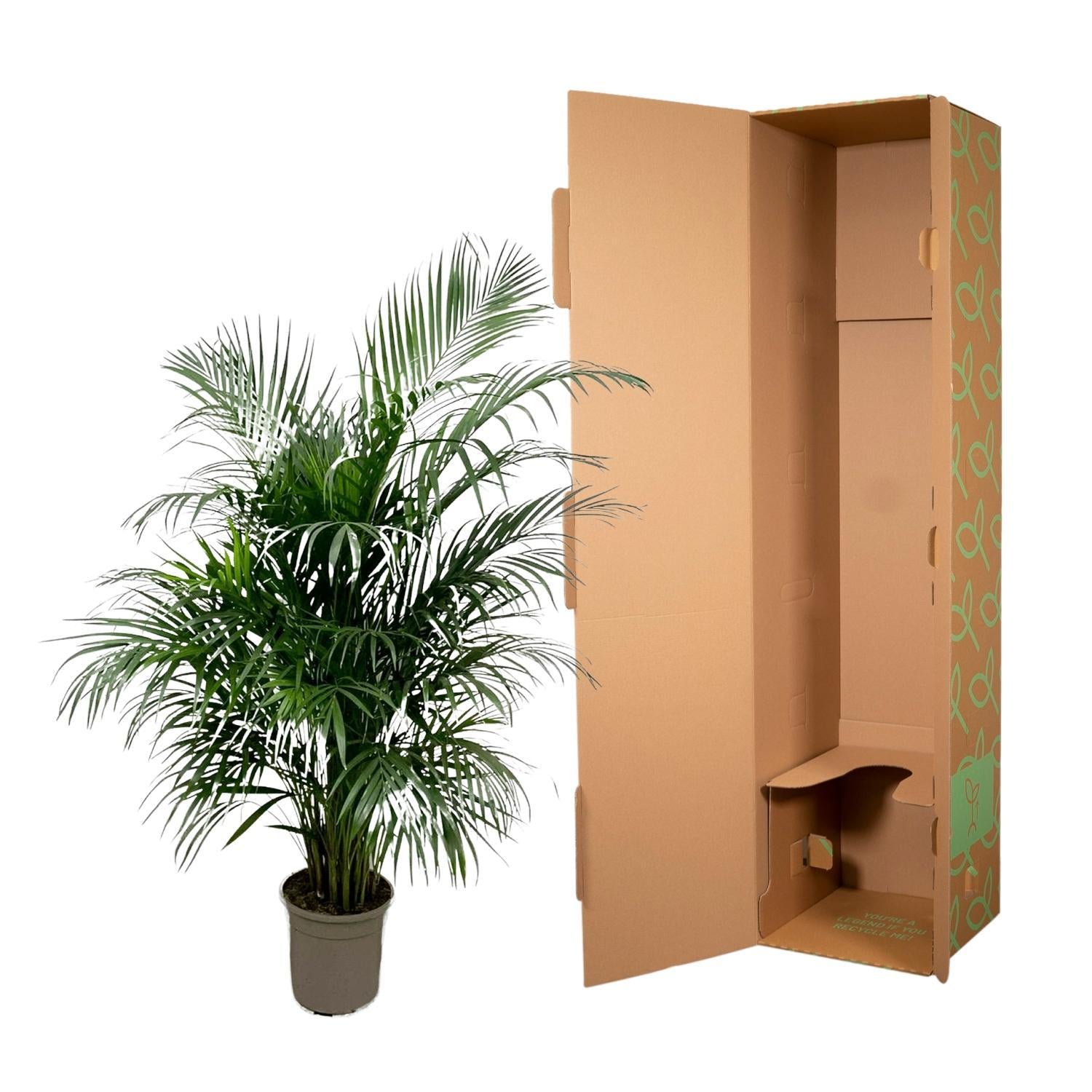 Dypsis Lutescens (Arecapalm) 160 cm - ø24