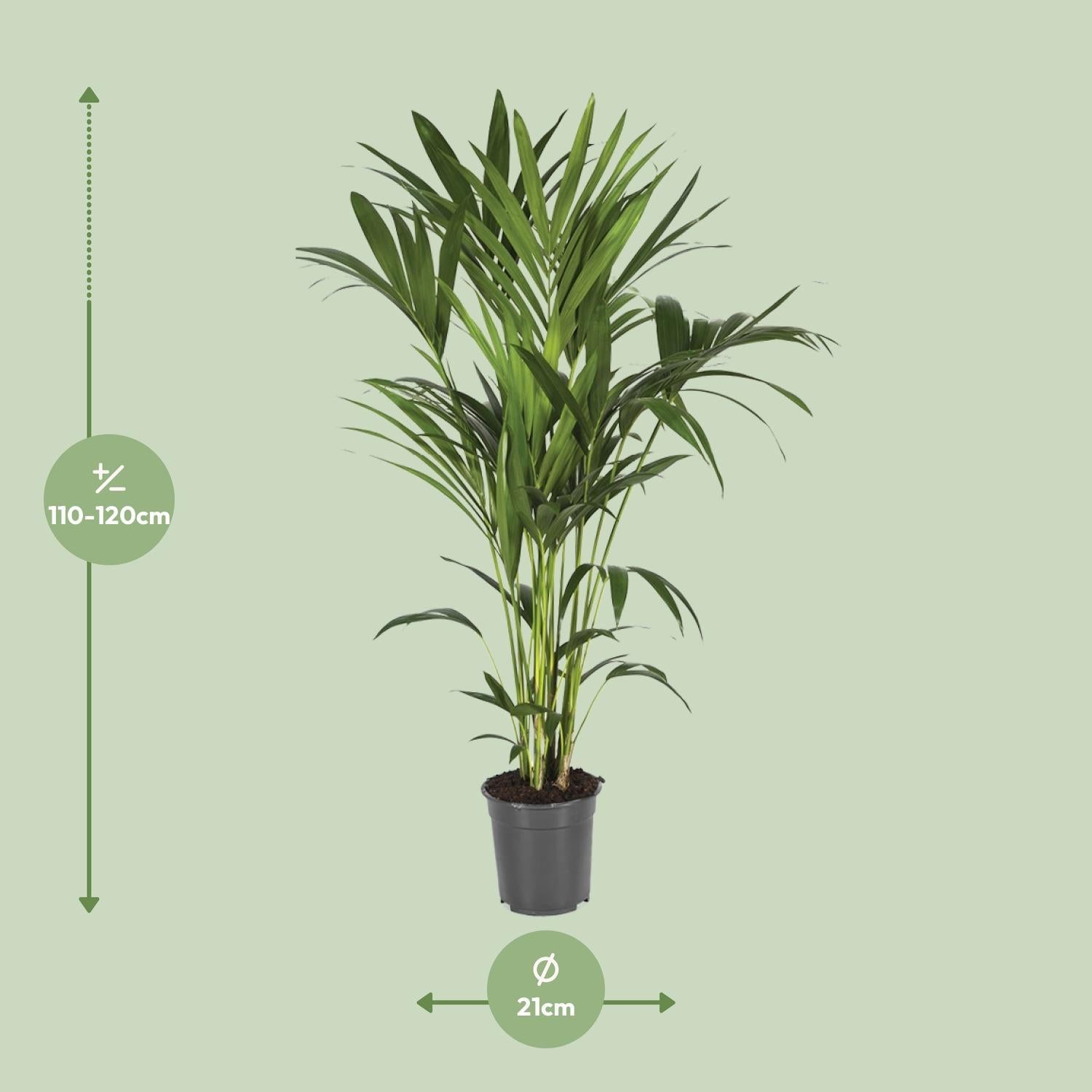 Howea Forsteriana - Ø21cm - ↕120cm