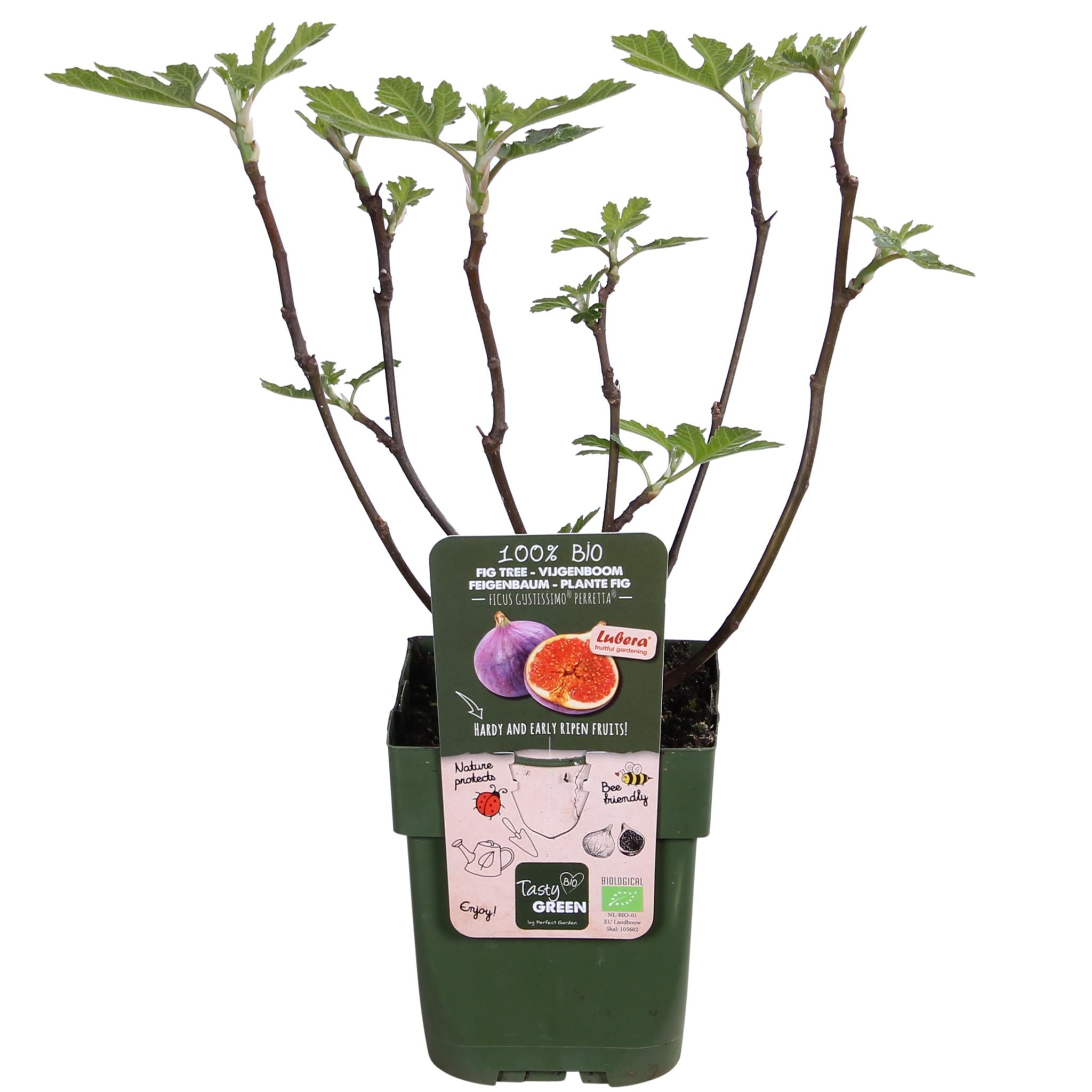 Ficus Gustissimo Perretta - Ø13 -?45cm