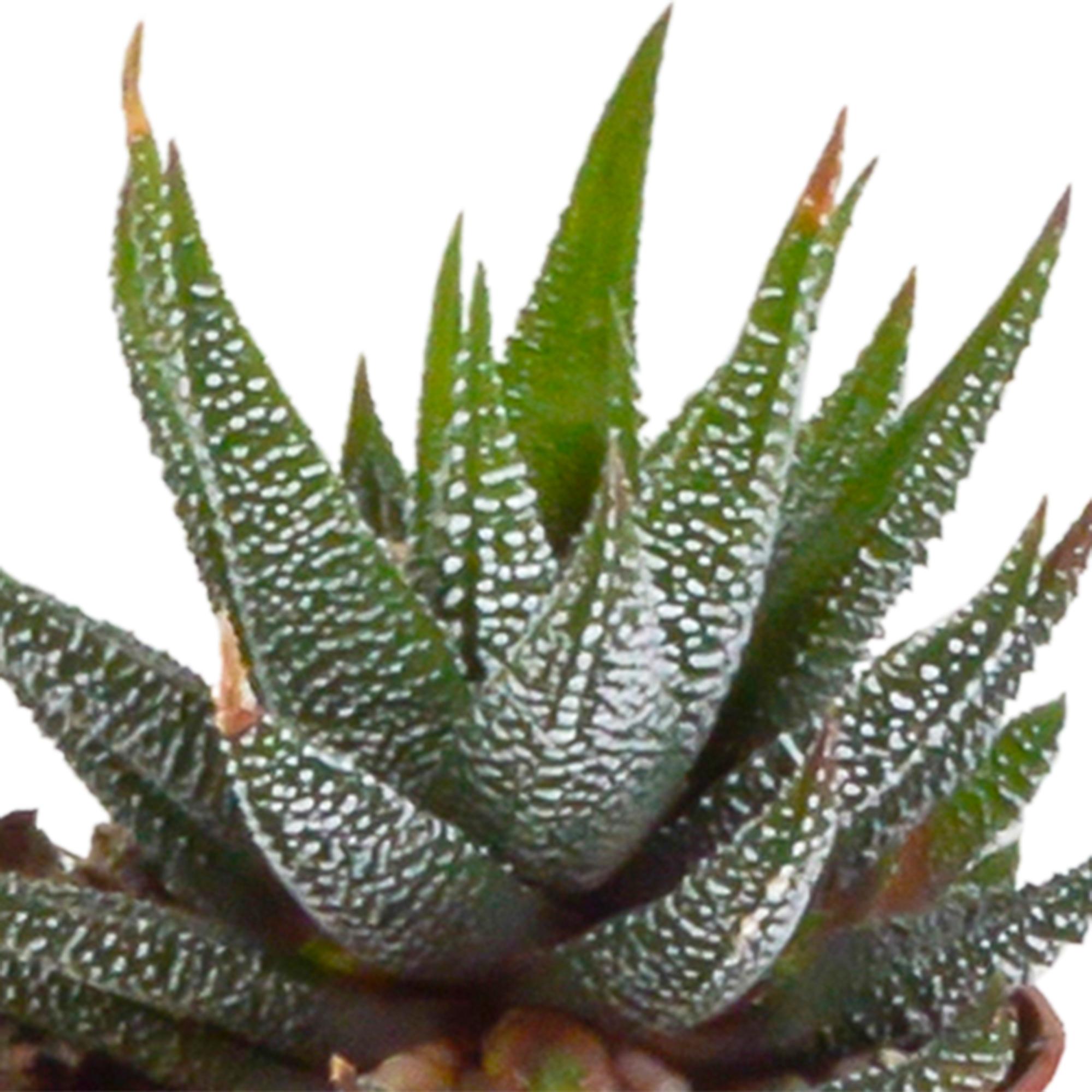 Gasteria/Haworthia mix 5,5cm - 5x - in terracotta pot
