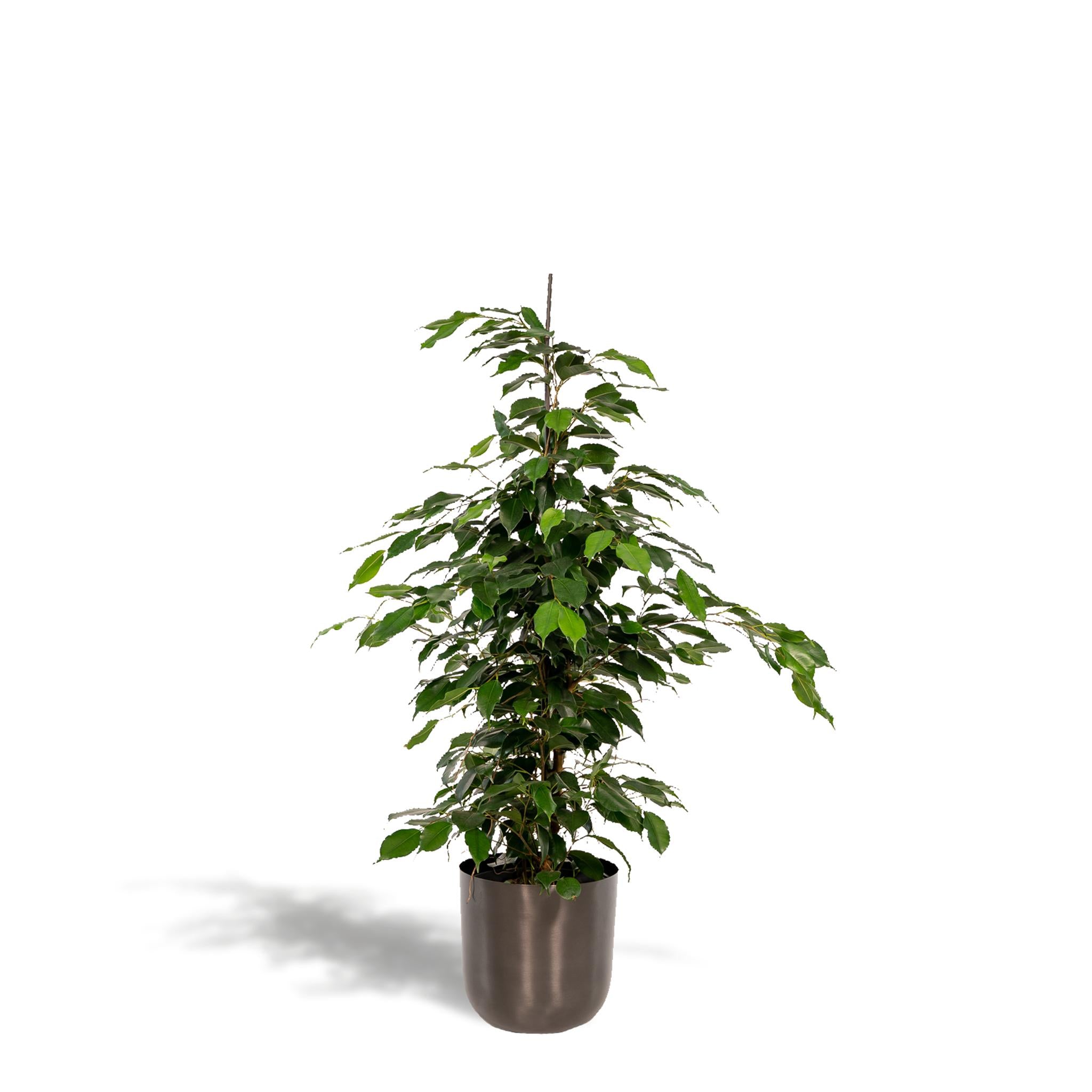 Ficus benjamina Danielle - Ø21cm - ↕95cm + Pot Mayk Lood