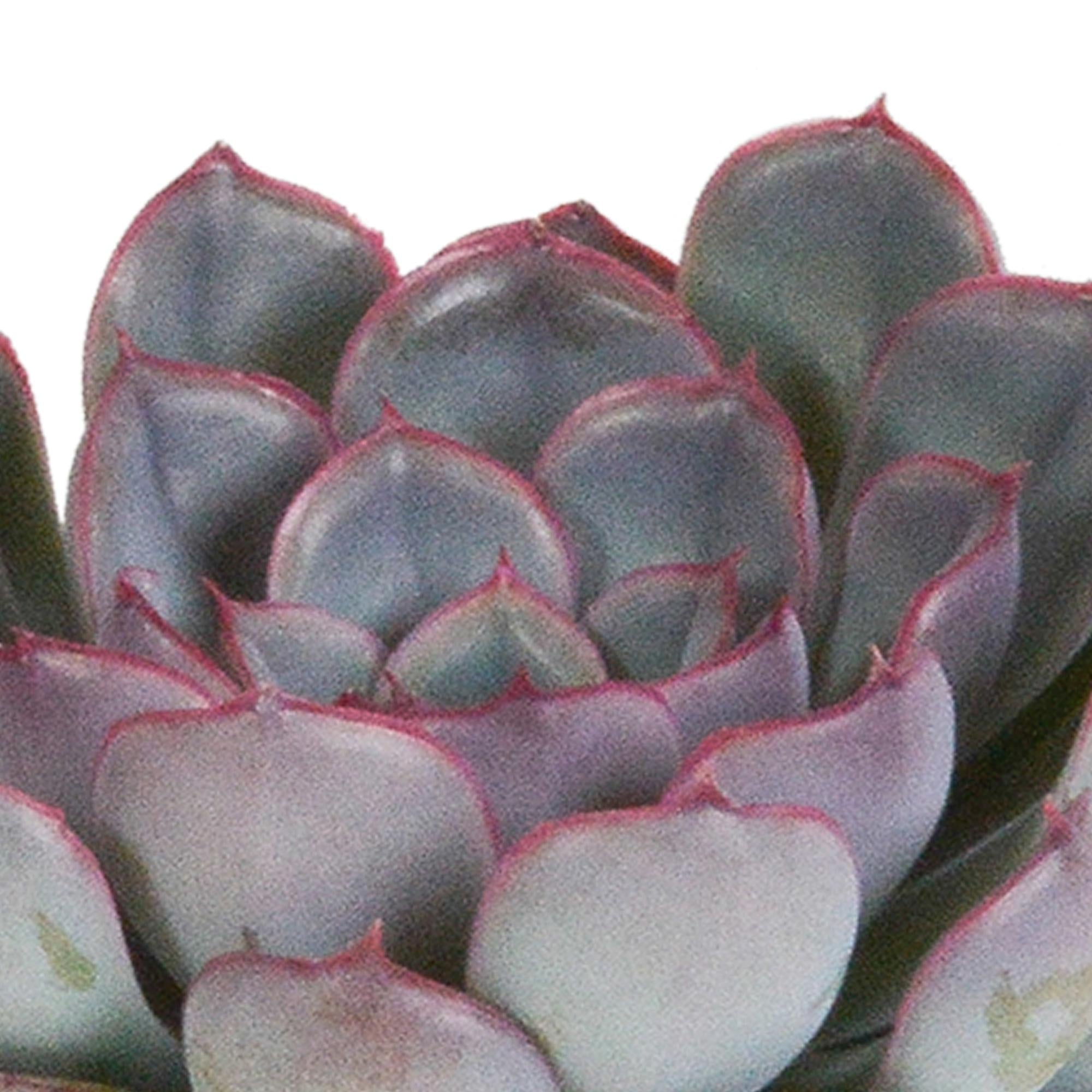 Echeveria mix 8,5 cm - 3x - zonder pot