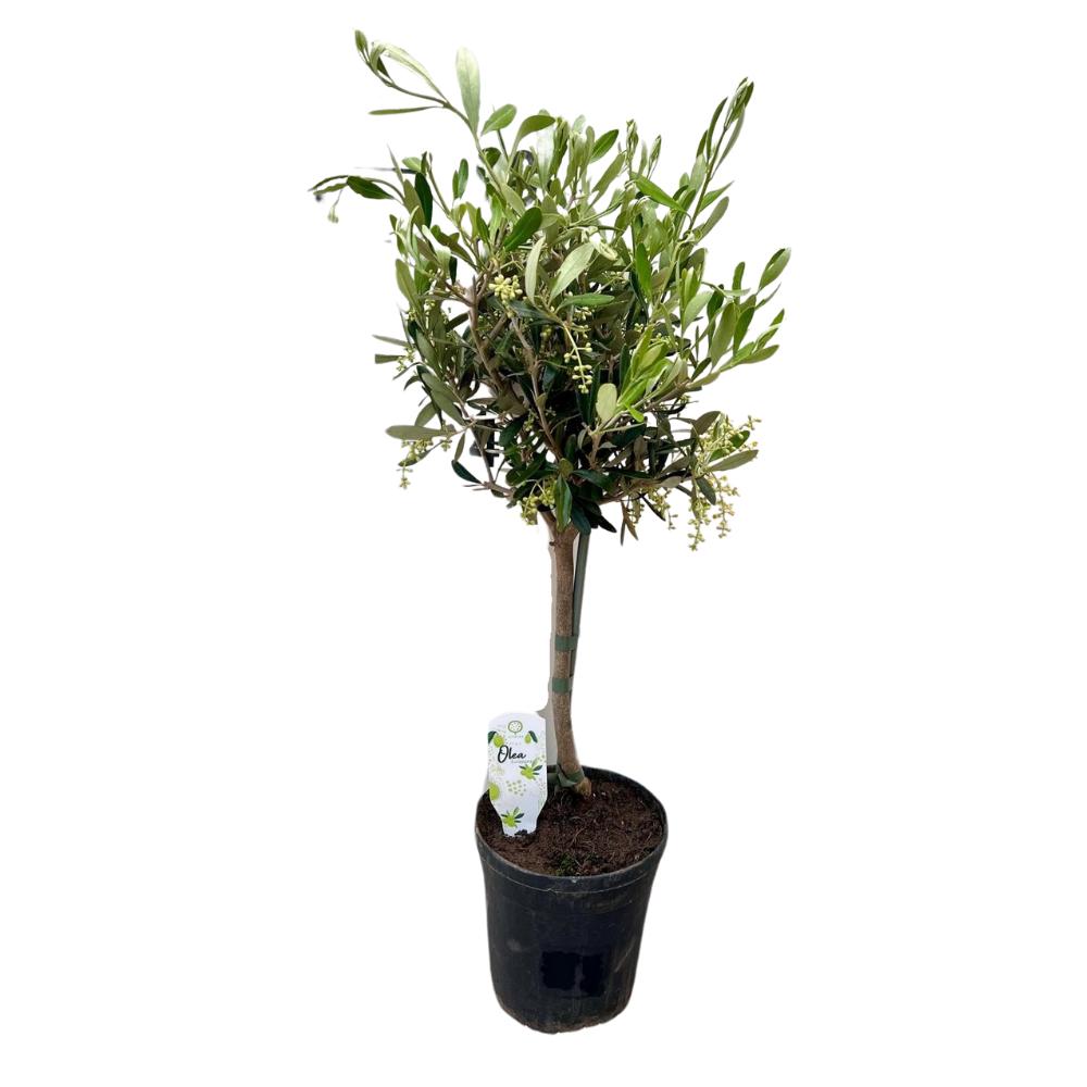 Olie - Ø15cm - ↕60cm