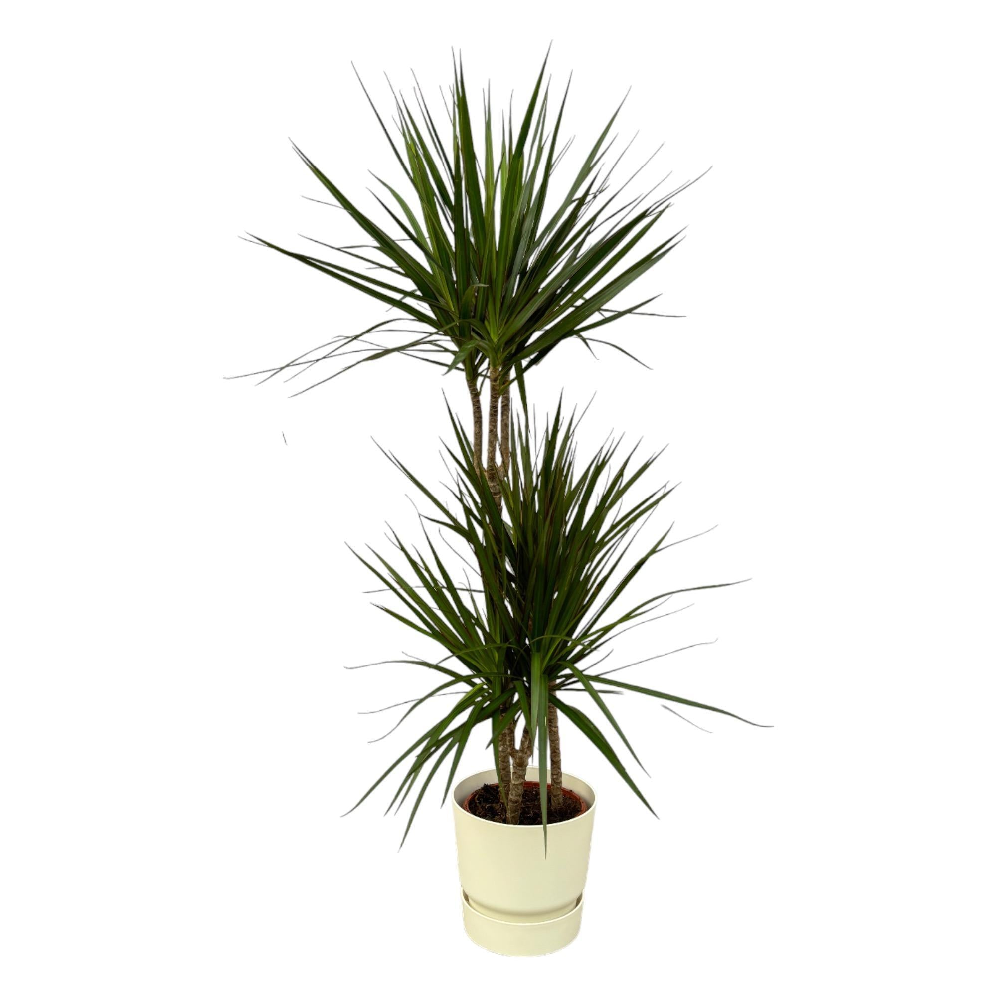 Dracaena Marginata - ?120cm - Ø21cm inclusief elho Greenville Rond wit D24xH23