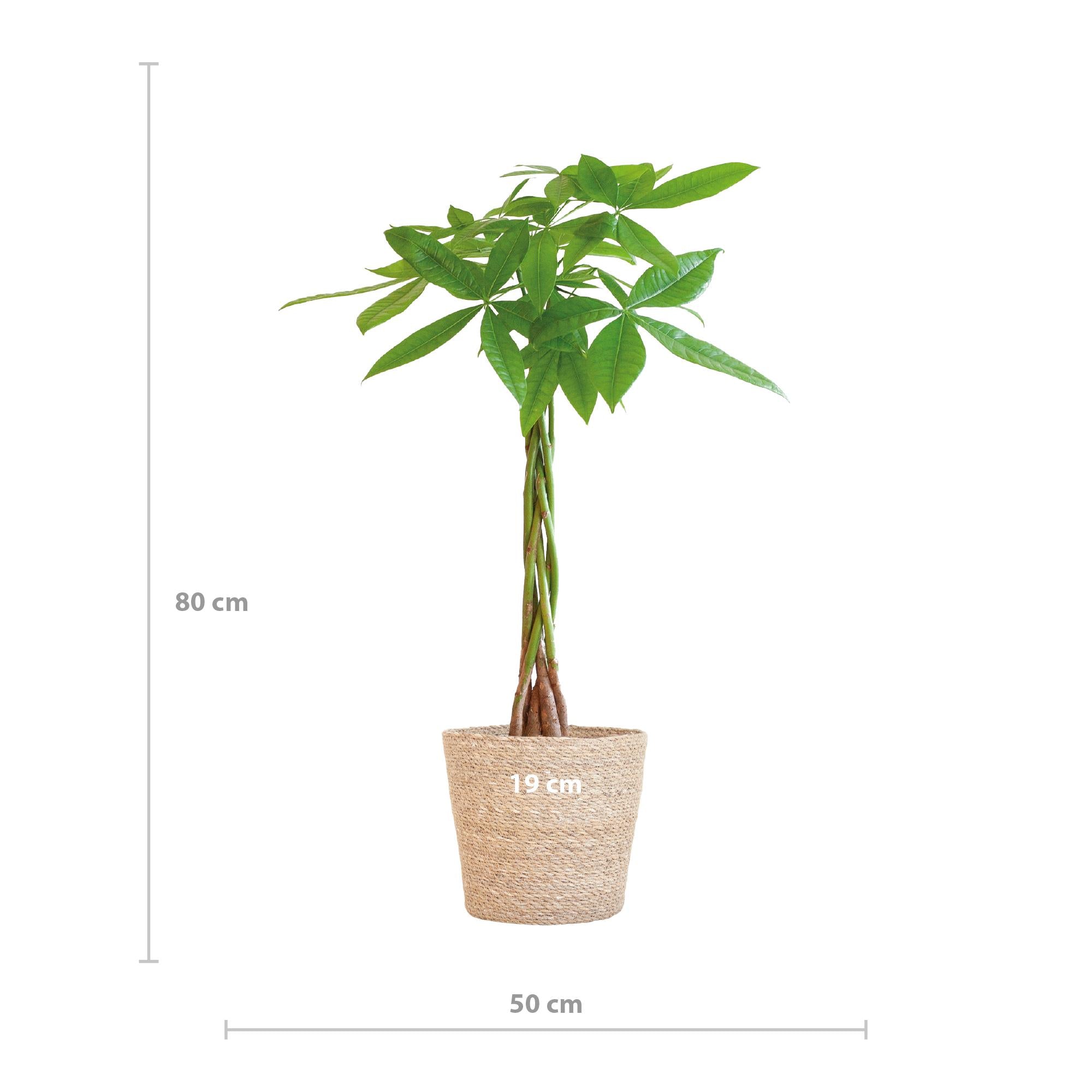 Pachira Aquatica mit Sofia-Mandel natur - 80cm - Ø21