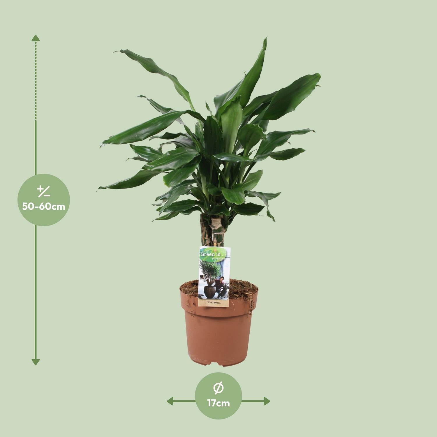 Dracaena Fagrans Steudneri Groen - Ø17cm - ↕55cm