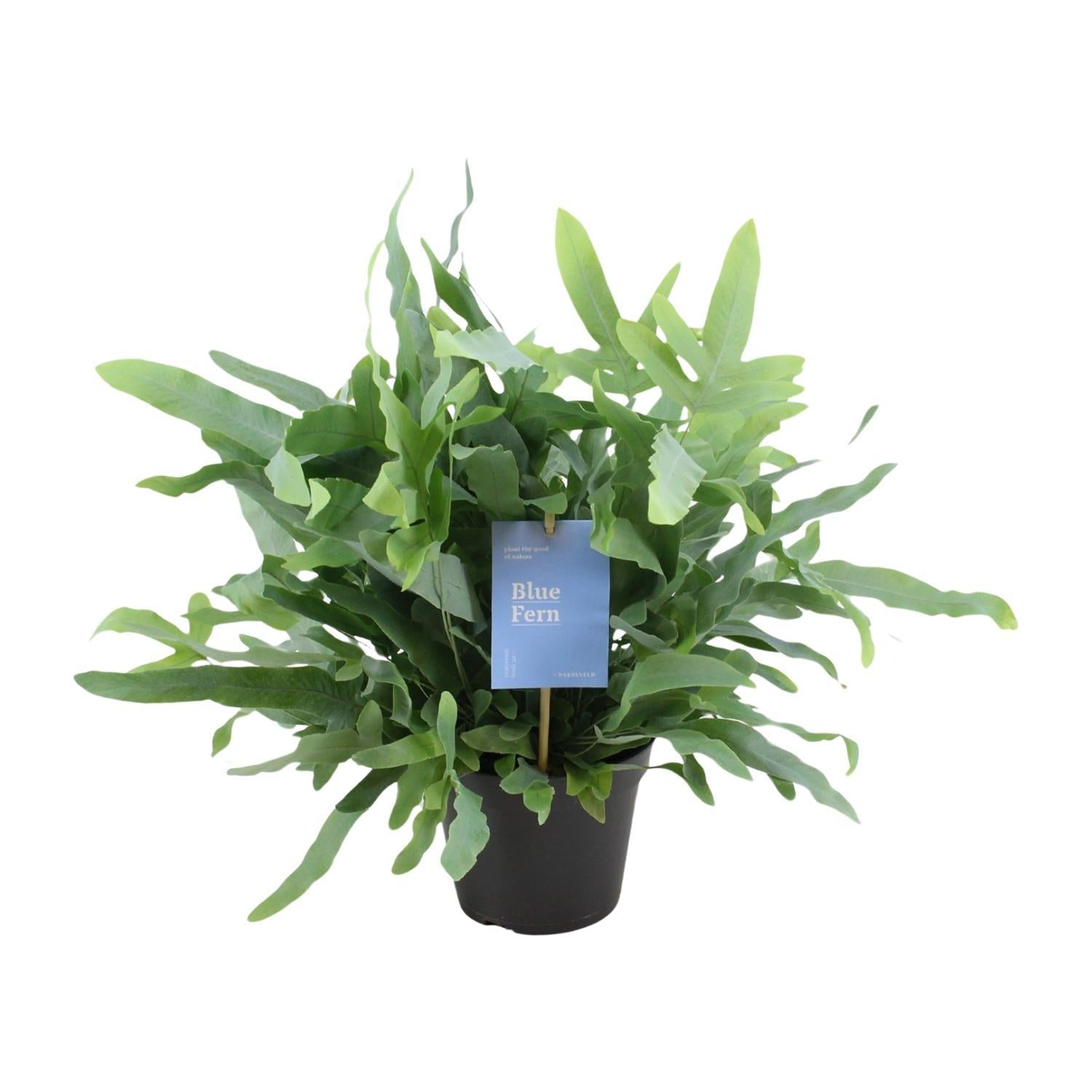 Phlebodium Blauwe Varen - Ø14cm - ↕40cm