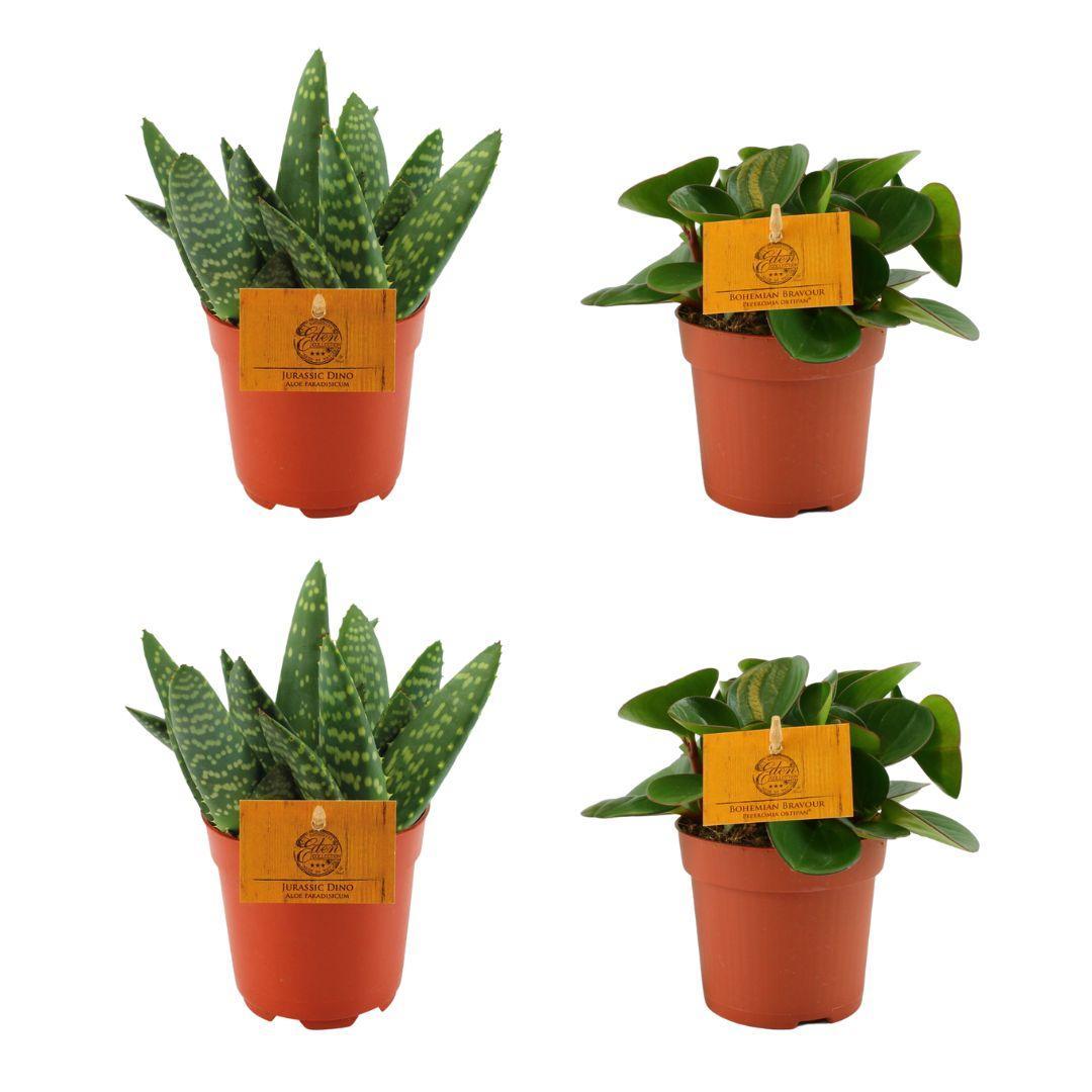 2x Aloe Paradisicum + 2x Peperomia Obtipan Groen - 4 stuks - Ø10,5cm - ↕10cm