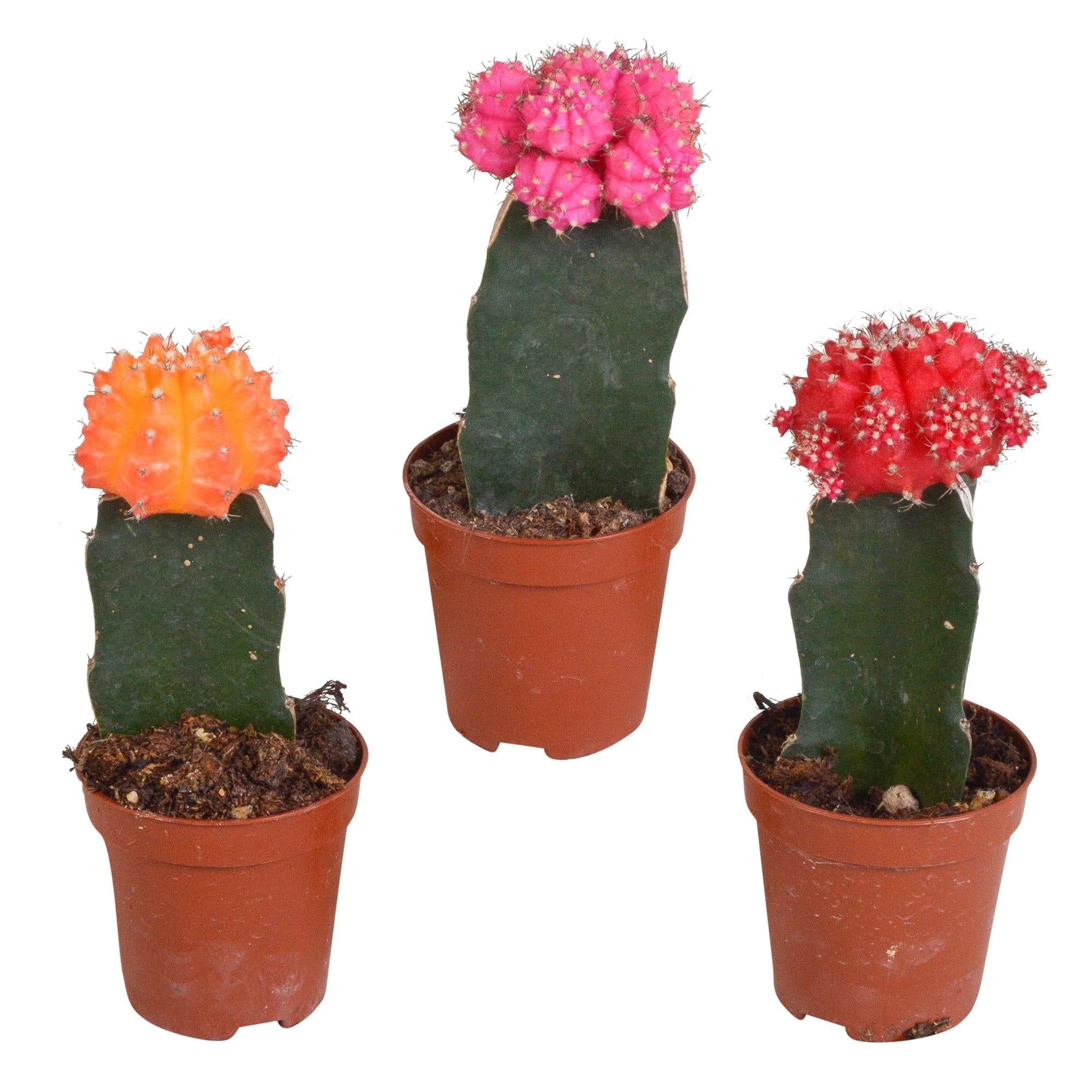 Euphorbia meloformis variegata - Gymnocalycium-Mischung - 5,5cm - 3x