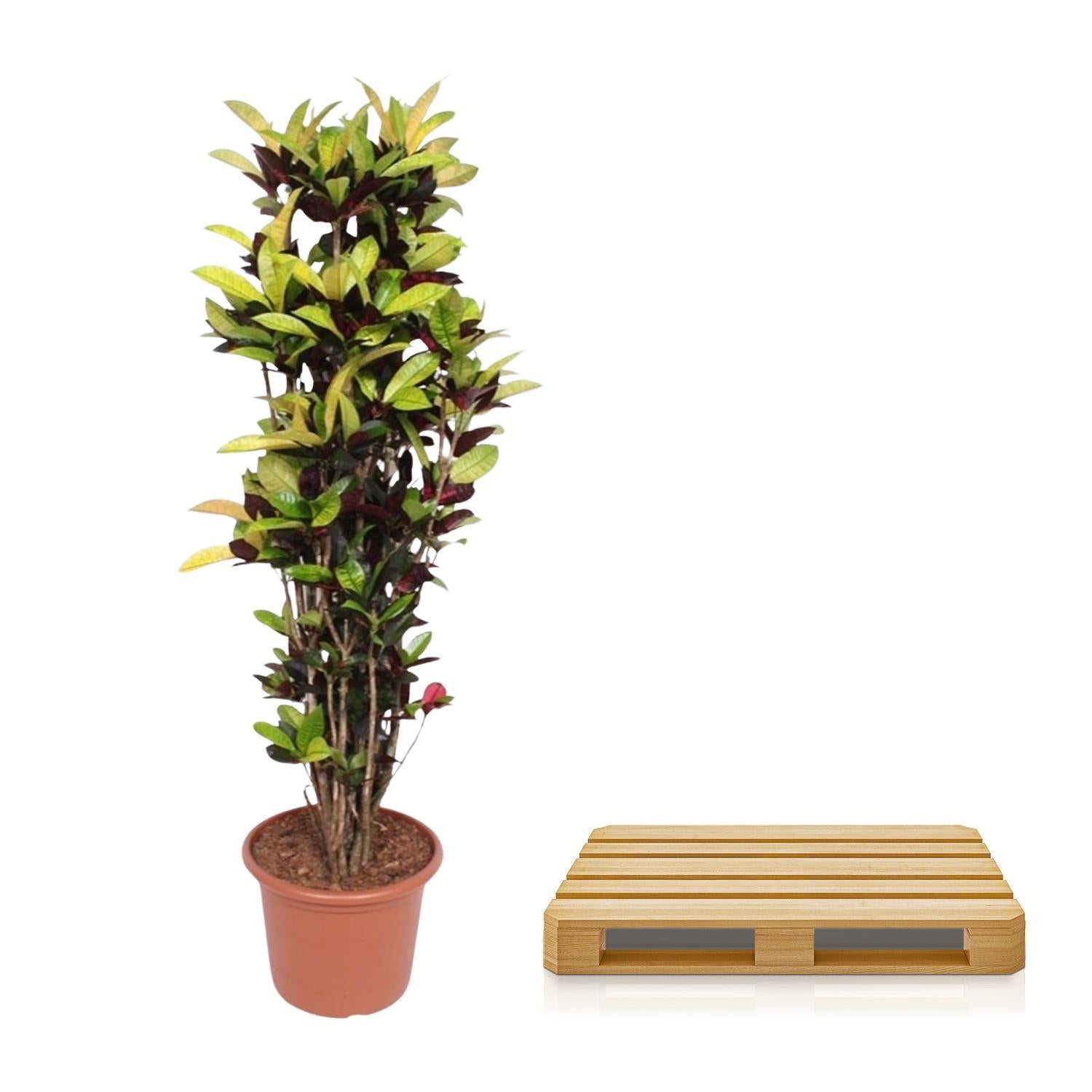Codiaeum ijston (Croton ijston) - 190 cm - ø45
