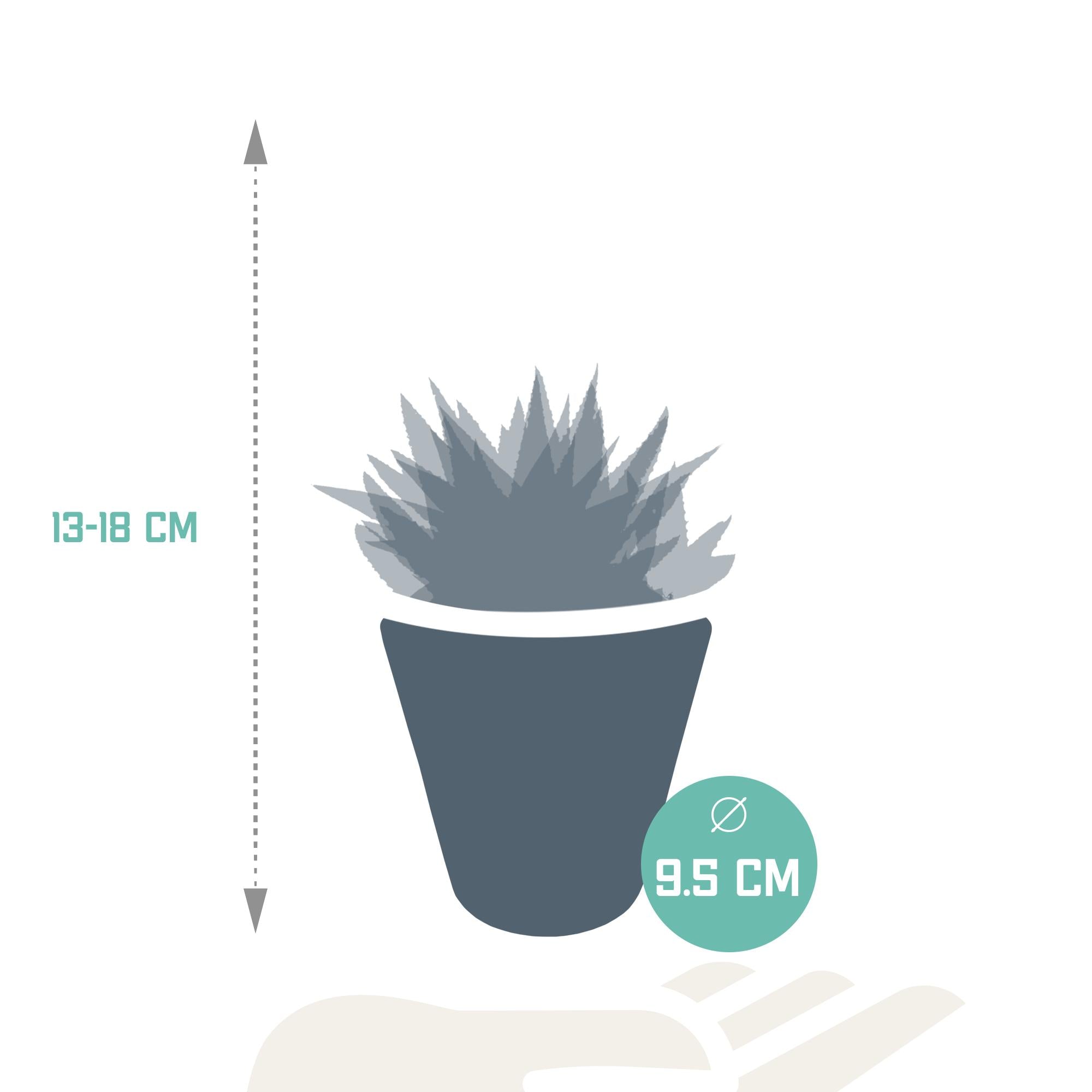 Gasteria/Haworthia mix 8,5cm - 3x - in witte pot