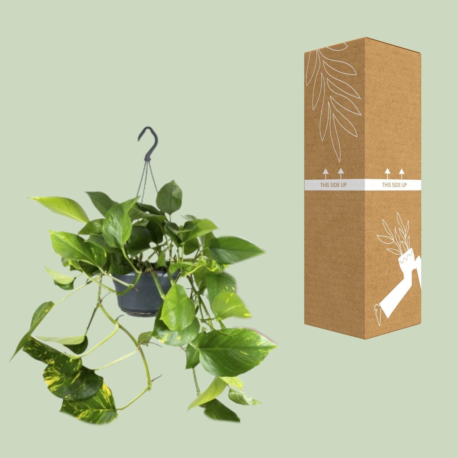 Epipremnum Pinnatum - Ø15 - ?25cm