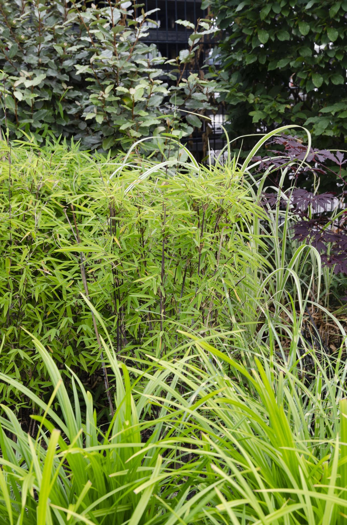 3x - Carex morrowii 'Irish Green' - ?30cm - Ø14
