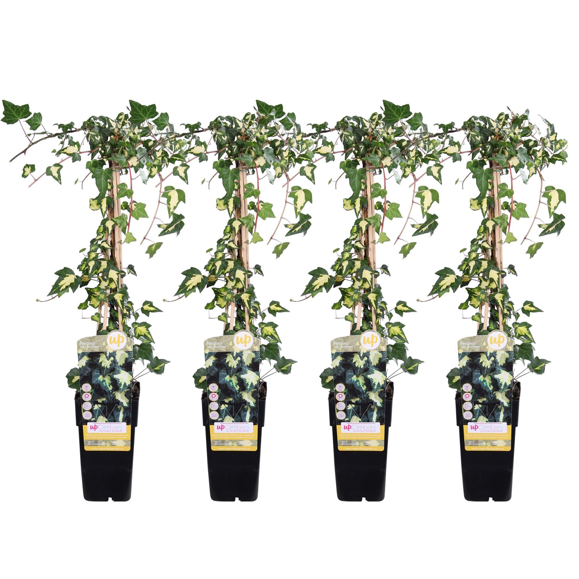 4x - Hedera helix 'Goldheart' - ?65cm - Ø15