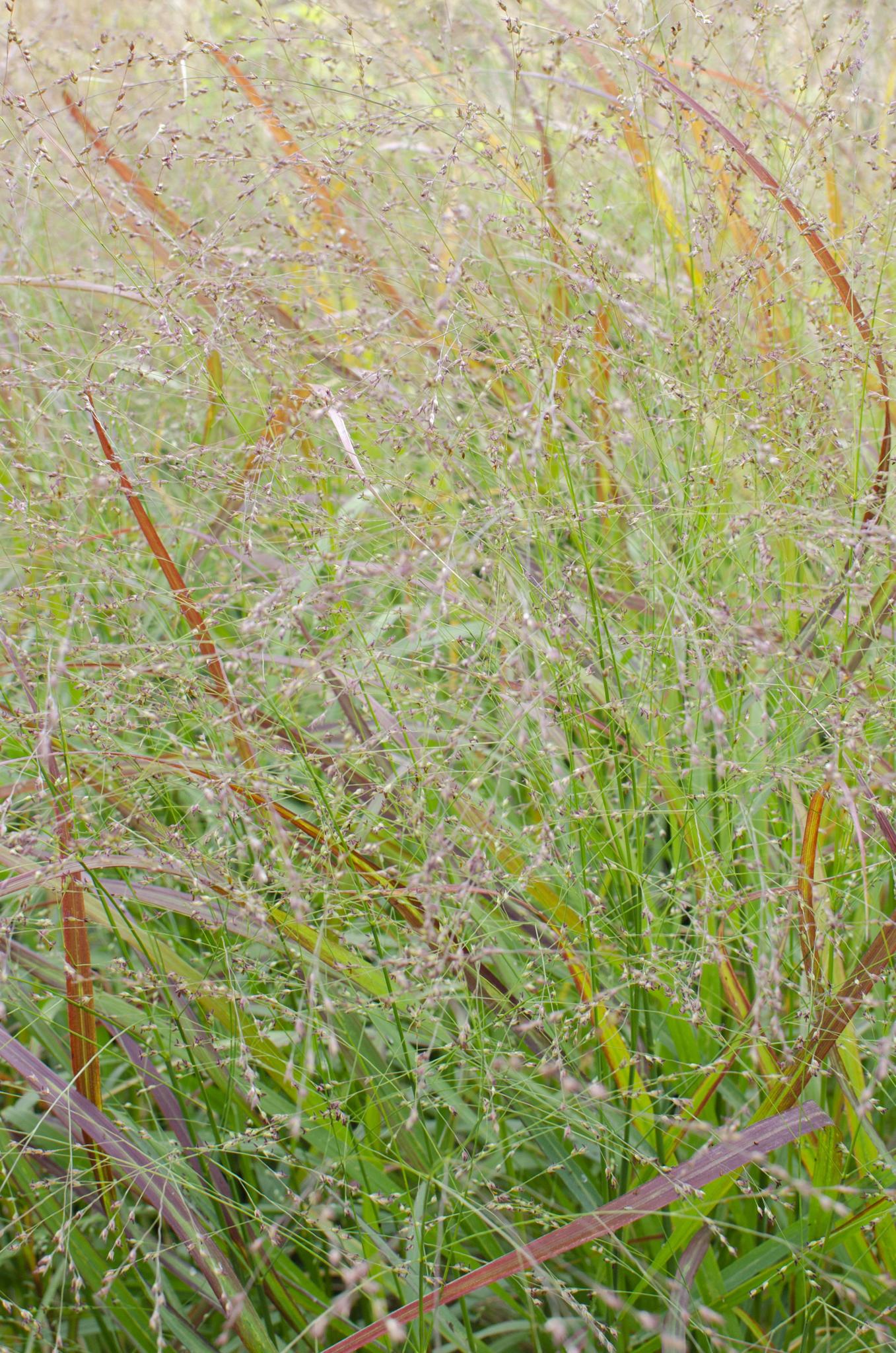 Panicum virgatum Cheyenne Sky - Ø19 -?50cm