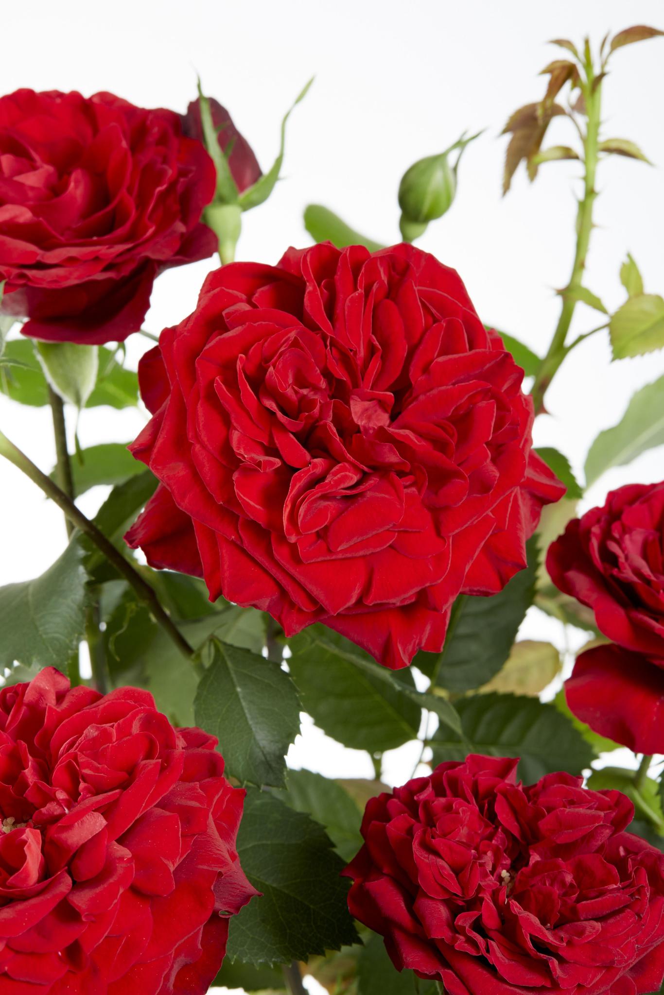 3x - Rosa Crazy in love 'Rood' - ?65cm - Ø15