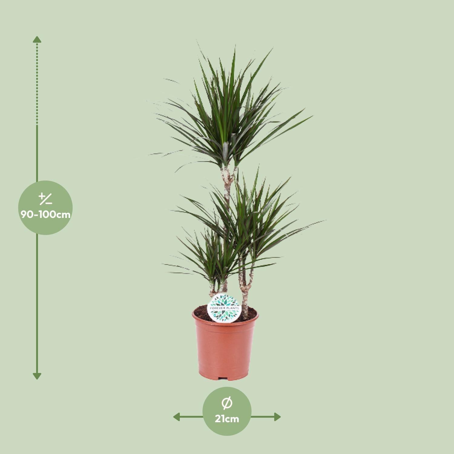 Dracaena Marginata - Ø21 - ?115cm