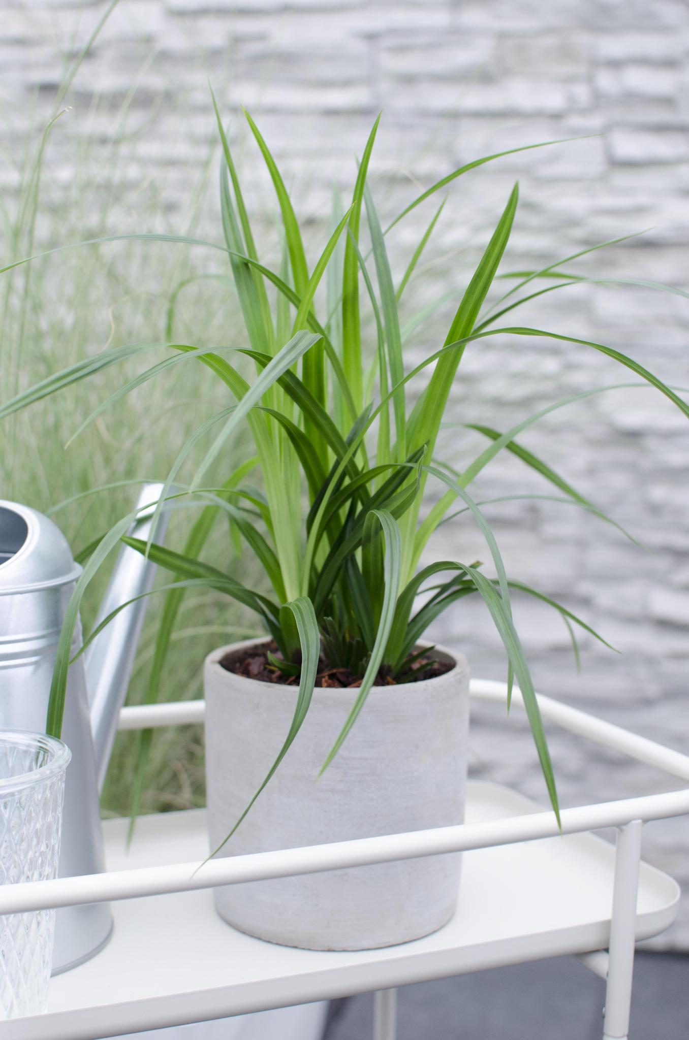 3x - Carex morrowii 'Irish Green' - ?30cm - Ø14