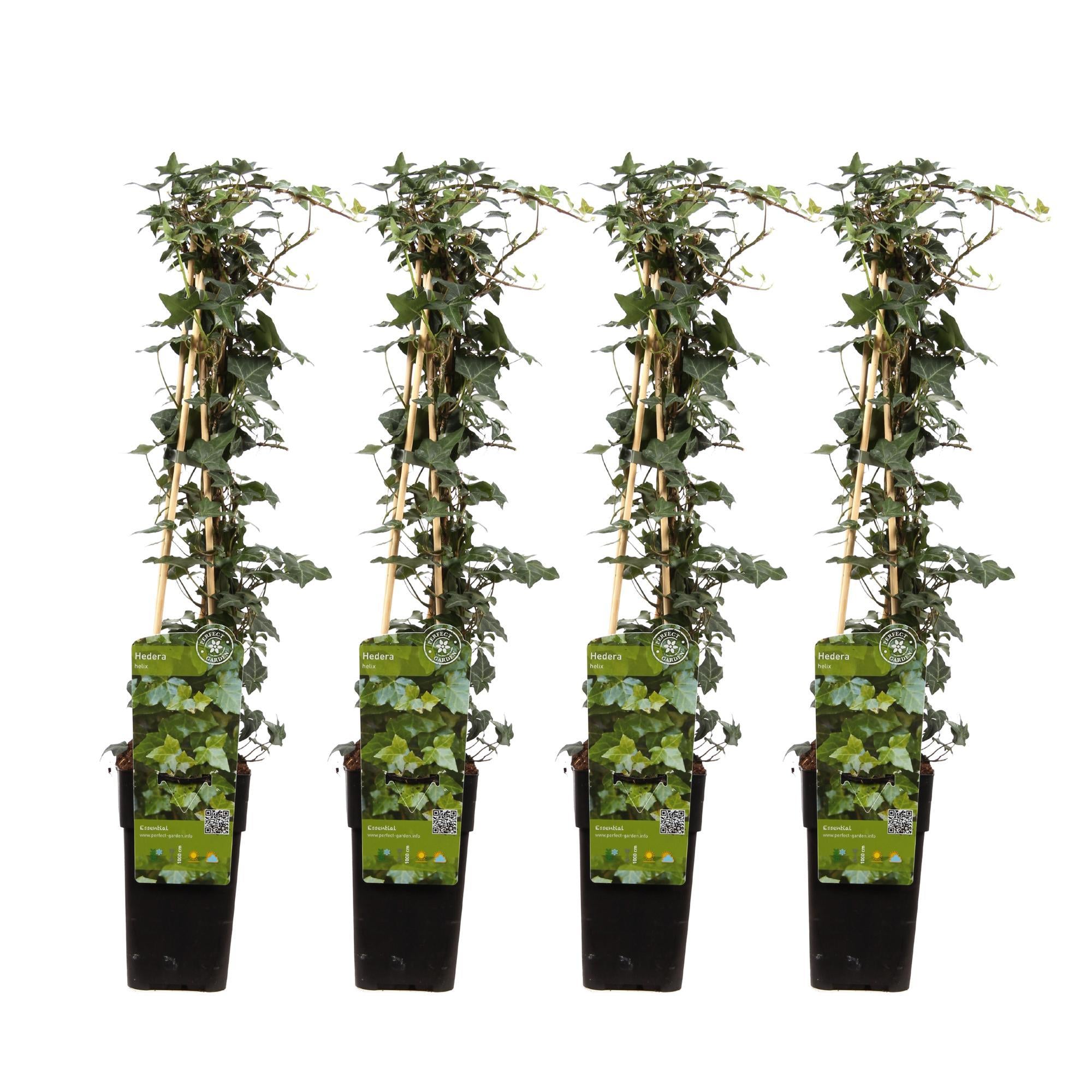 4x - Hedera helix - ?65cm - Ø15