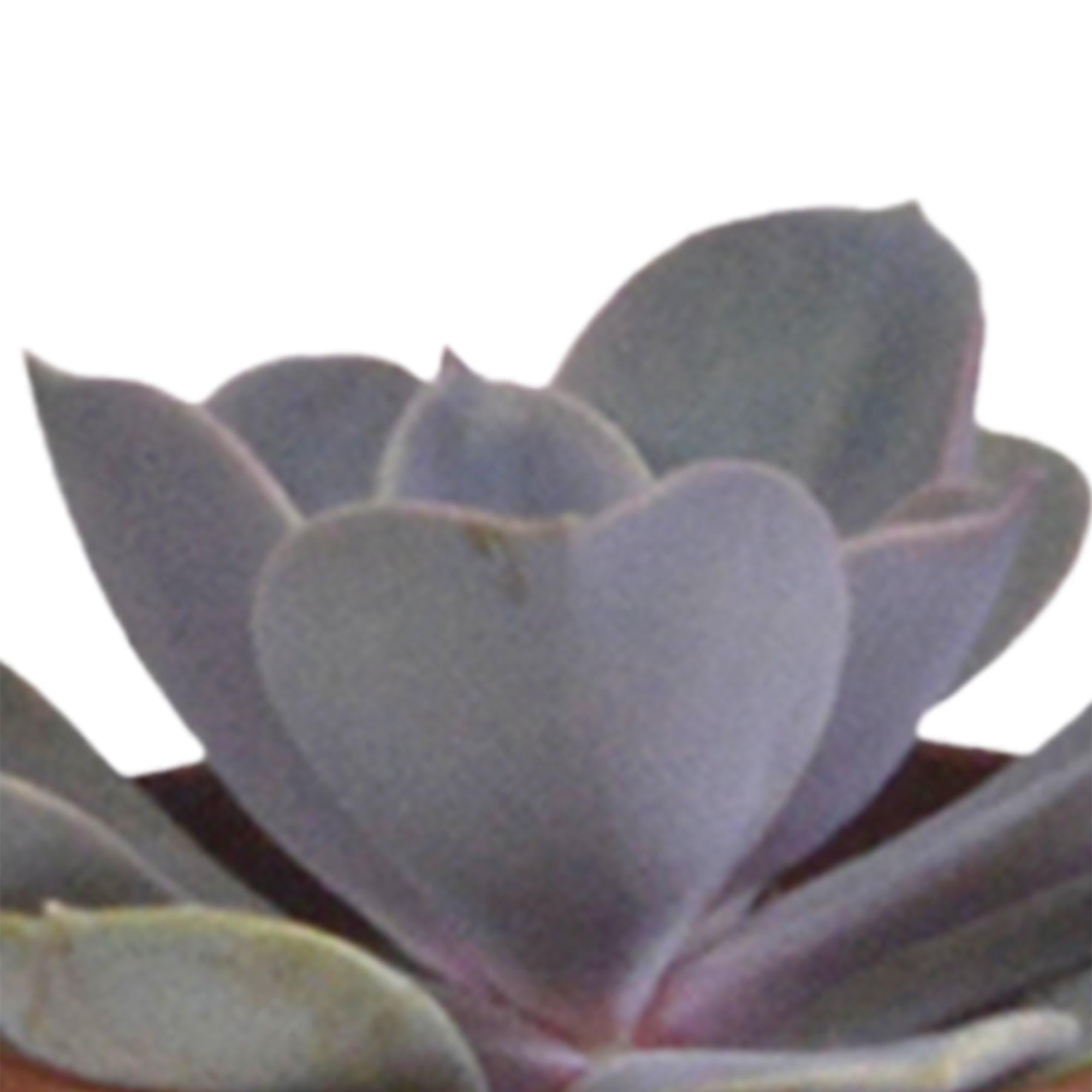 Vetplantenmix 5,5 cm - 5x - in witte pot