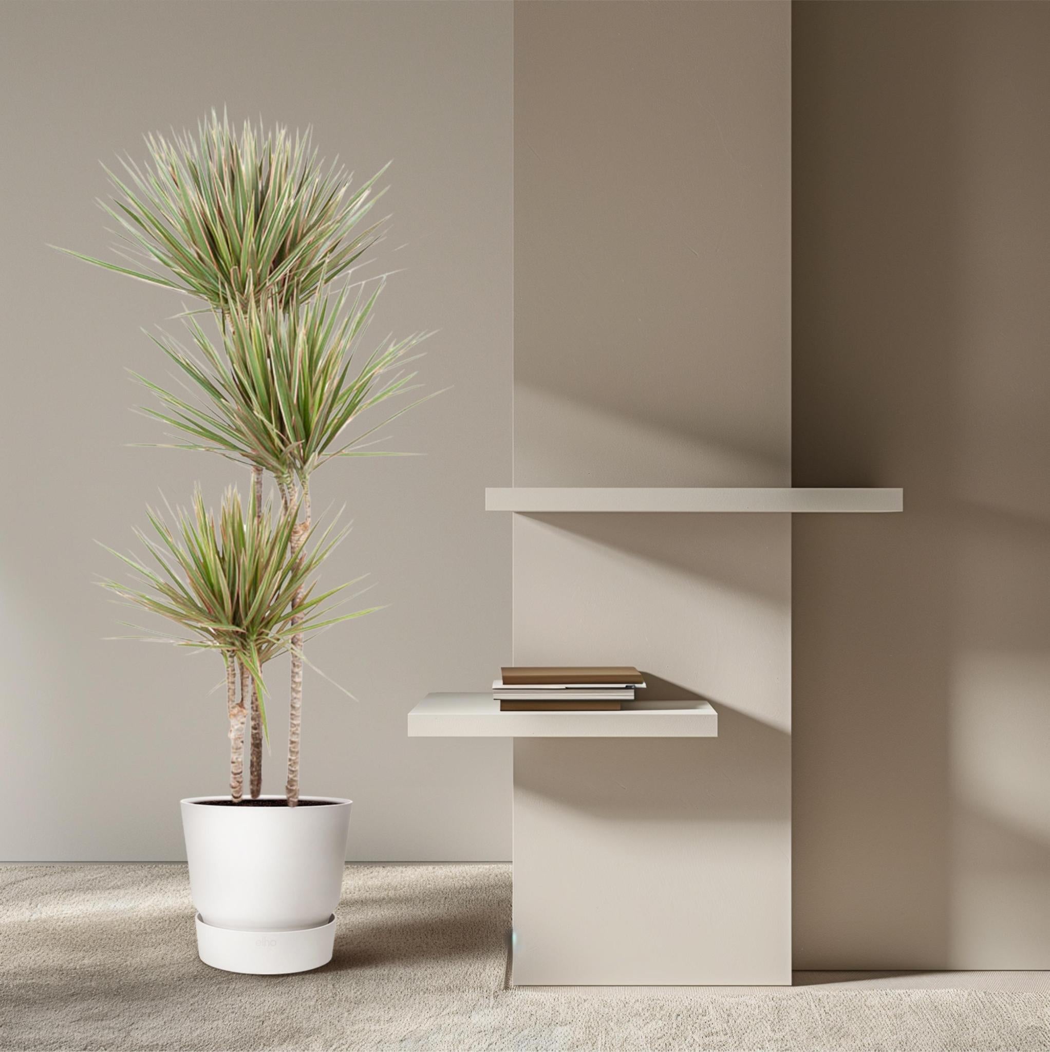 Dracaena Tweekleurig - 150 cm - ø24