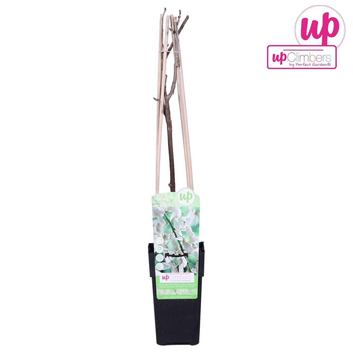 Wisteria floribunda Alba-Witte regen