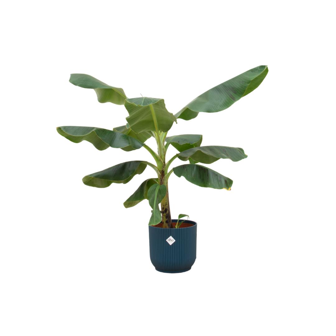 Combideal - Bananenplant (Musa) inclusief elho Vibes Fold Round blauw Ø22 - 100 cm