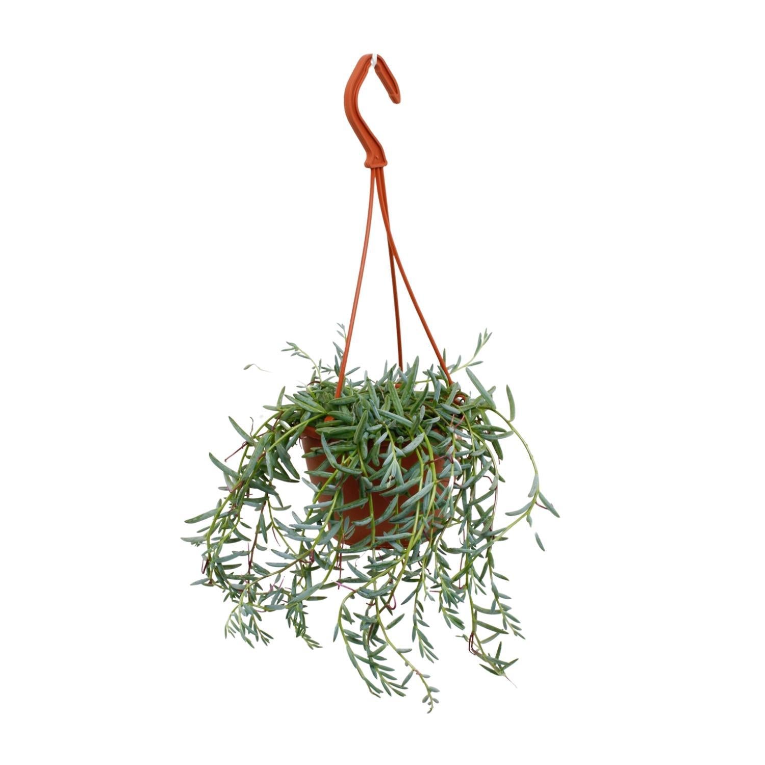 Senecio Hallianus - Ø12cm - ↕25cm