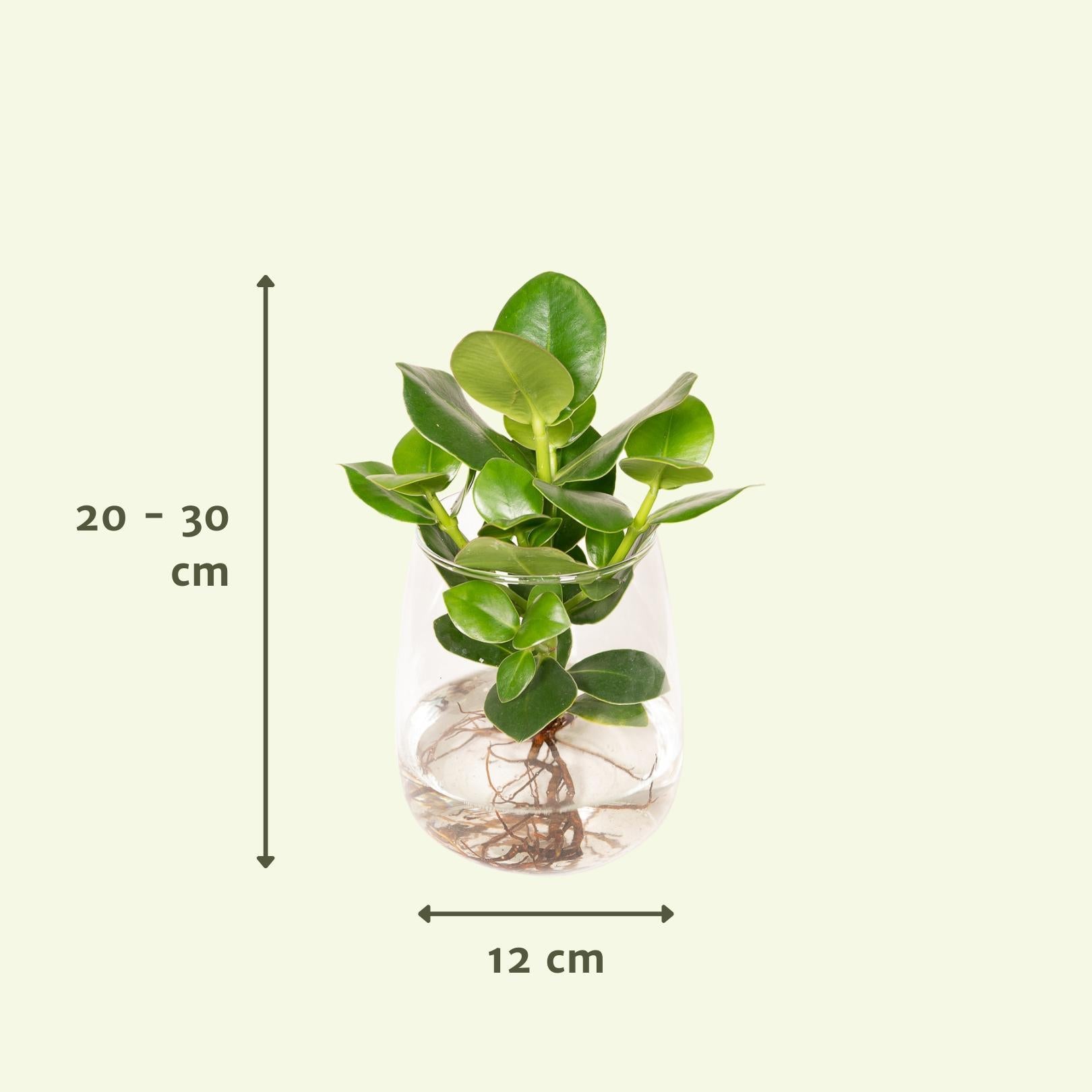 Clusia in Kingston glas - 30cm - ø12