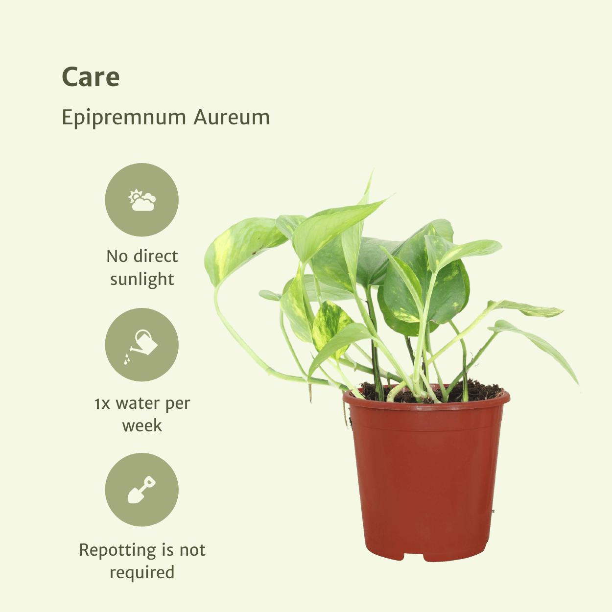 Epipremnum Aureum (Scindapsus) - 4 Stück - Ø12cm - ↕20cm