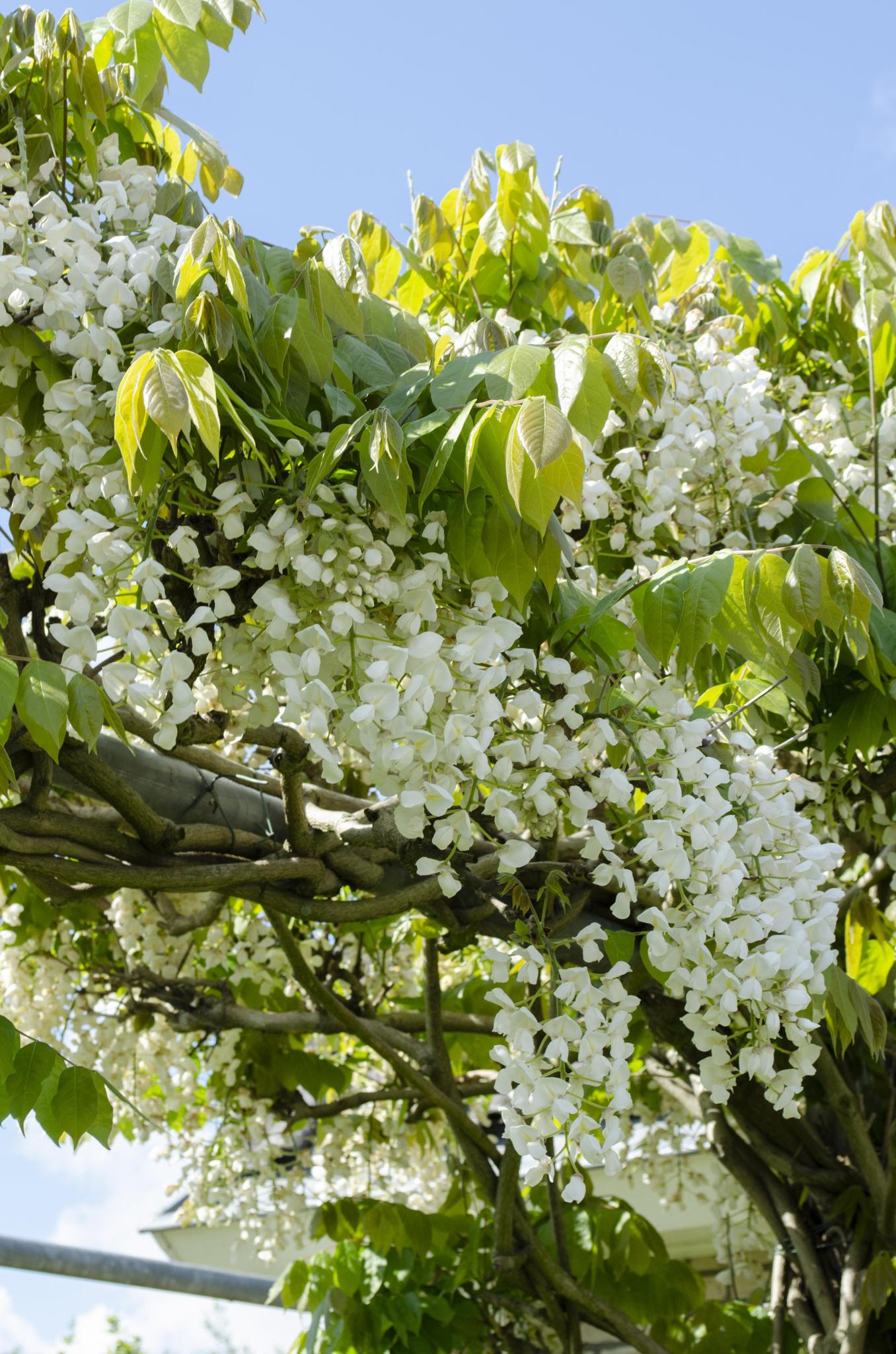 2x Blauweregen floribunda 'Longissima Alba' - ?65cm - Ø15