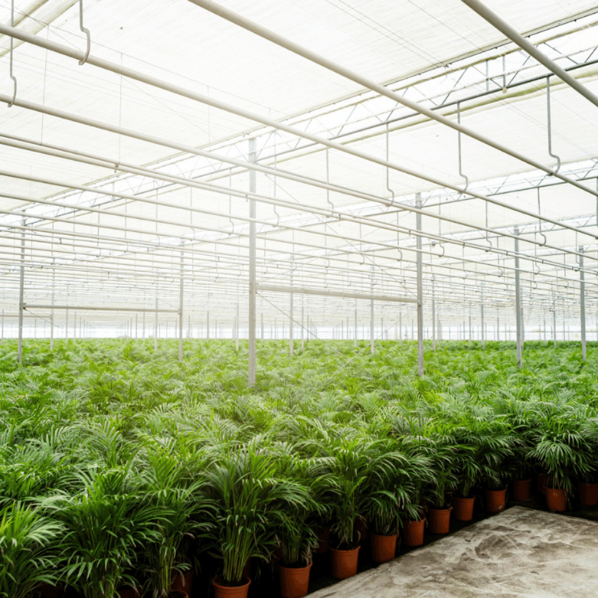 Arecapalm - Ø19cm - ↕85cm